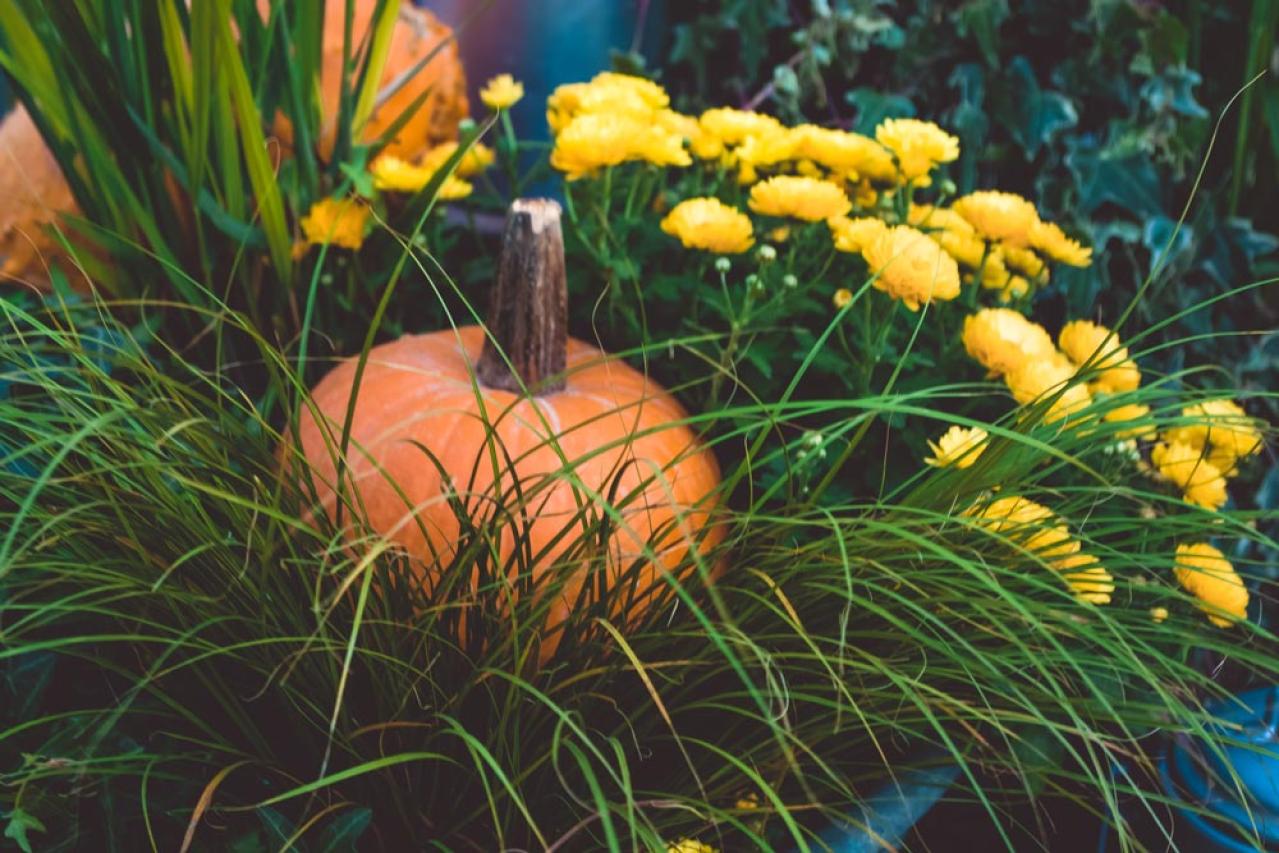 秋色ガーデンをもっと素敵に！主役を替えるだけの寄せ植えリメイク術（画像6）