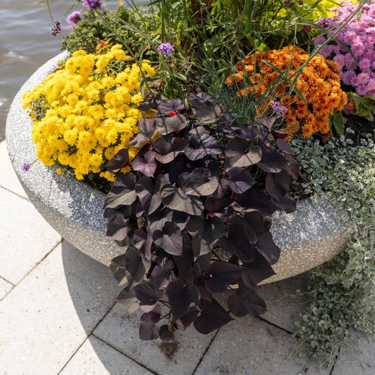 秋色ガーデンをもっと素敵に！主役を替えるだけの寄せ植えリメイク術（画像3）