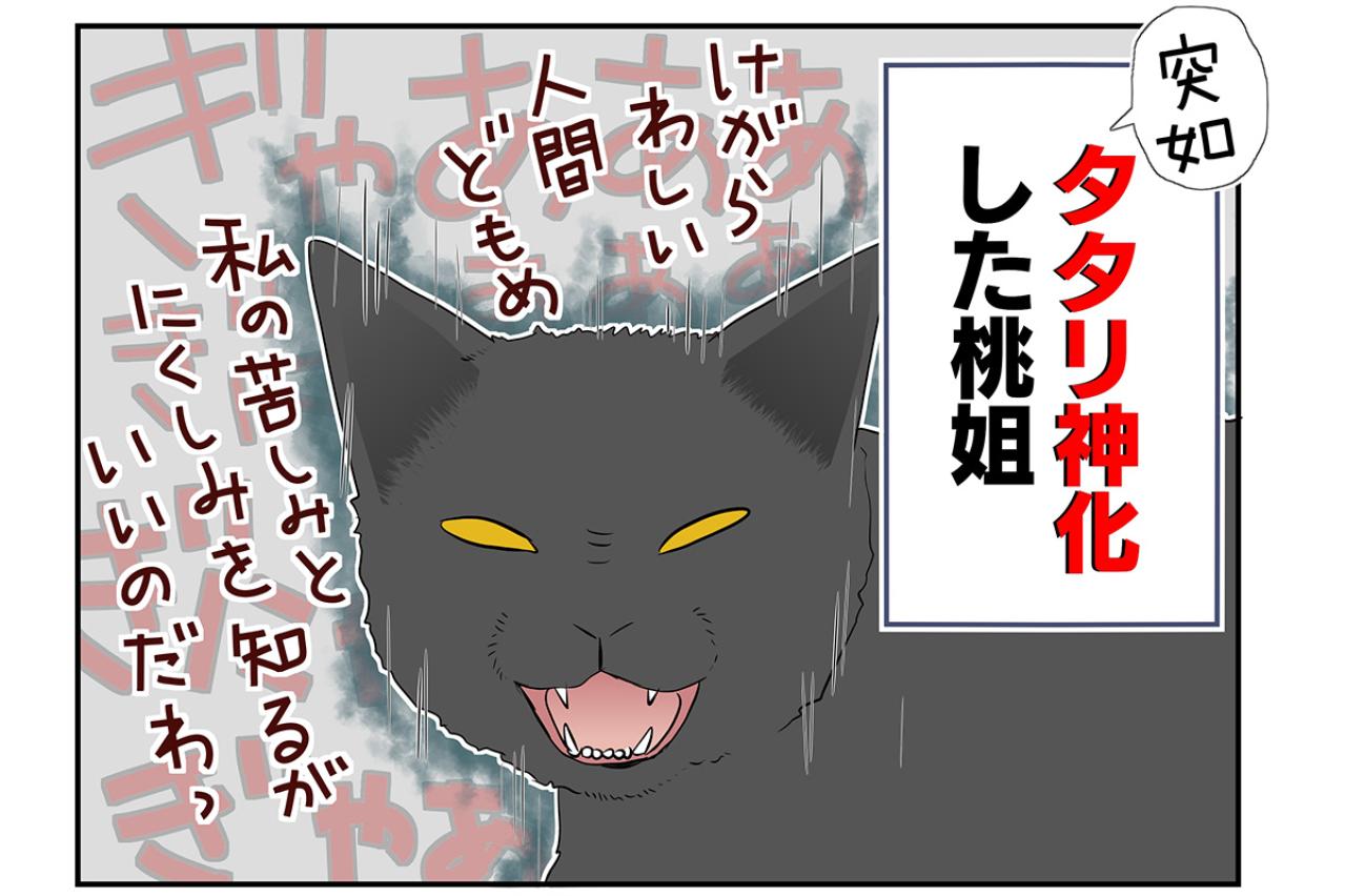 【マンガ・老猫日誌＃35】病院に連れて行ったあと荒れまくる猫…19歳の元保護猫・桃姐