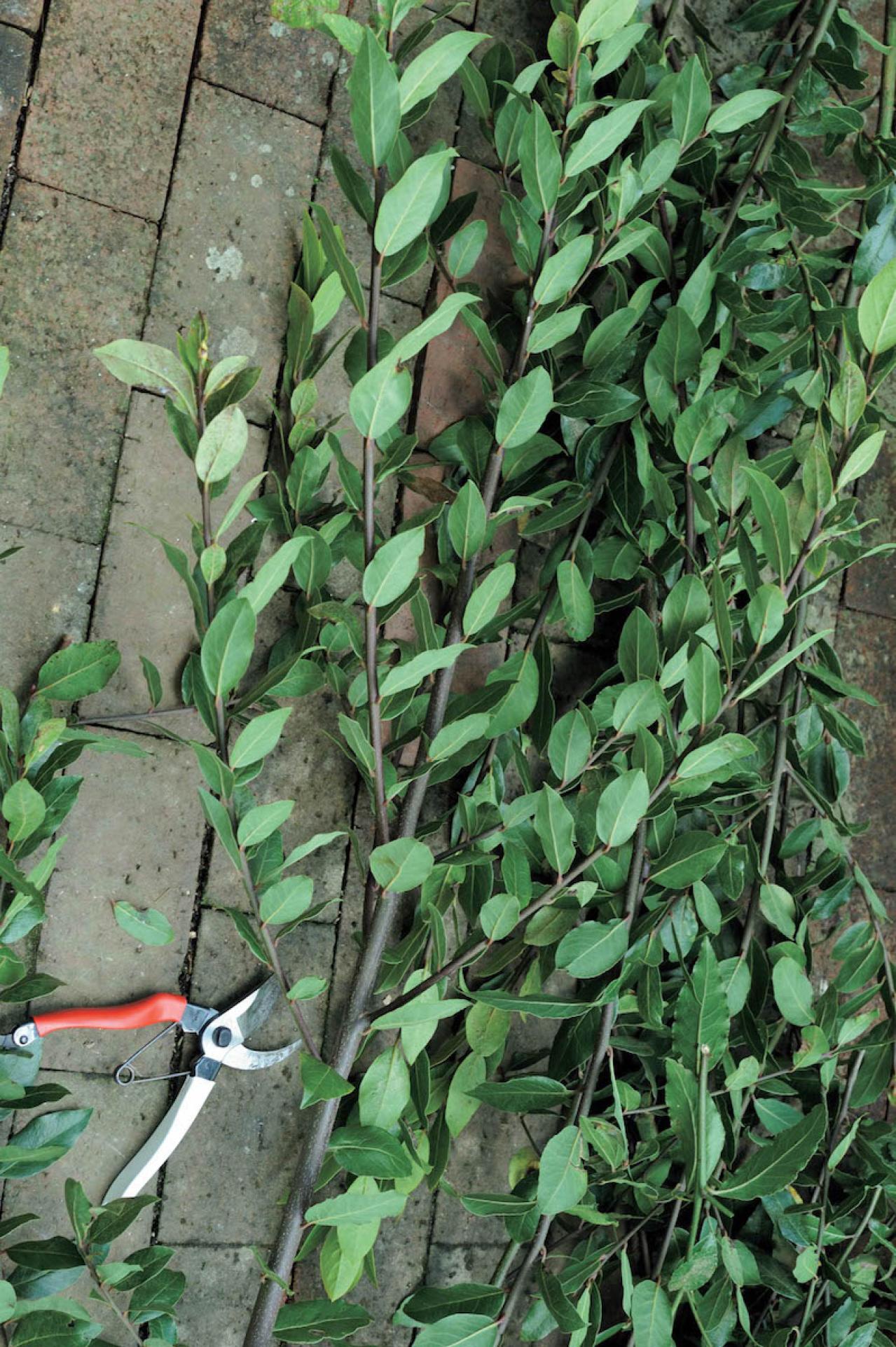 庭の小さな実で愛らしさ満点！【秋の実もの】を使ったアレンジアイディア（画像9）