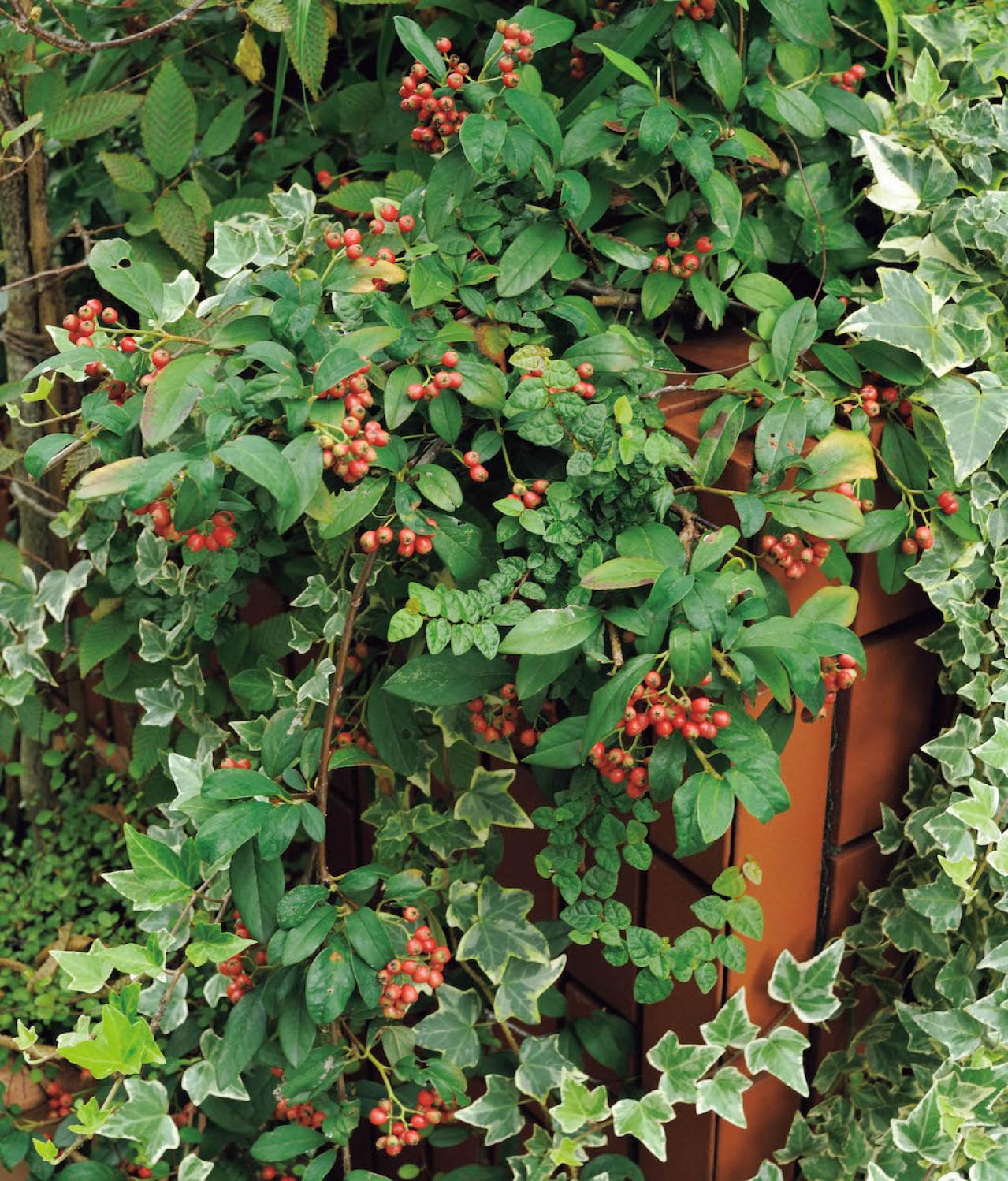 庭の小さな実で愛らしさ満点！【秋の実もの】を使ったアレンジアイディア（画像5）