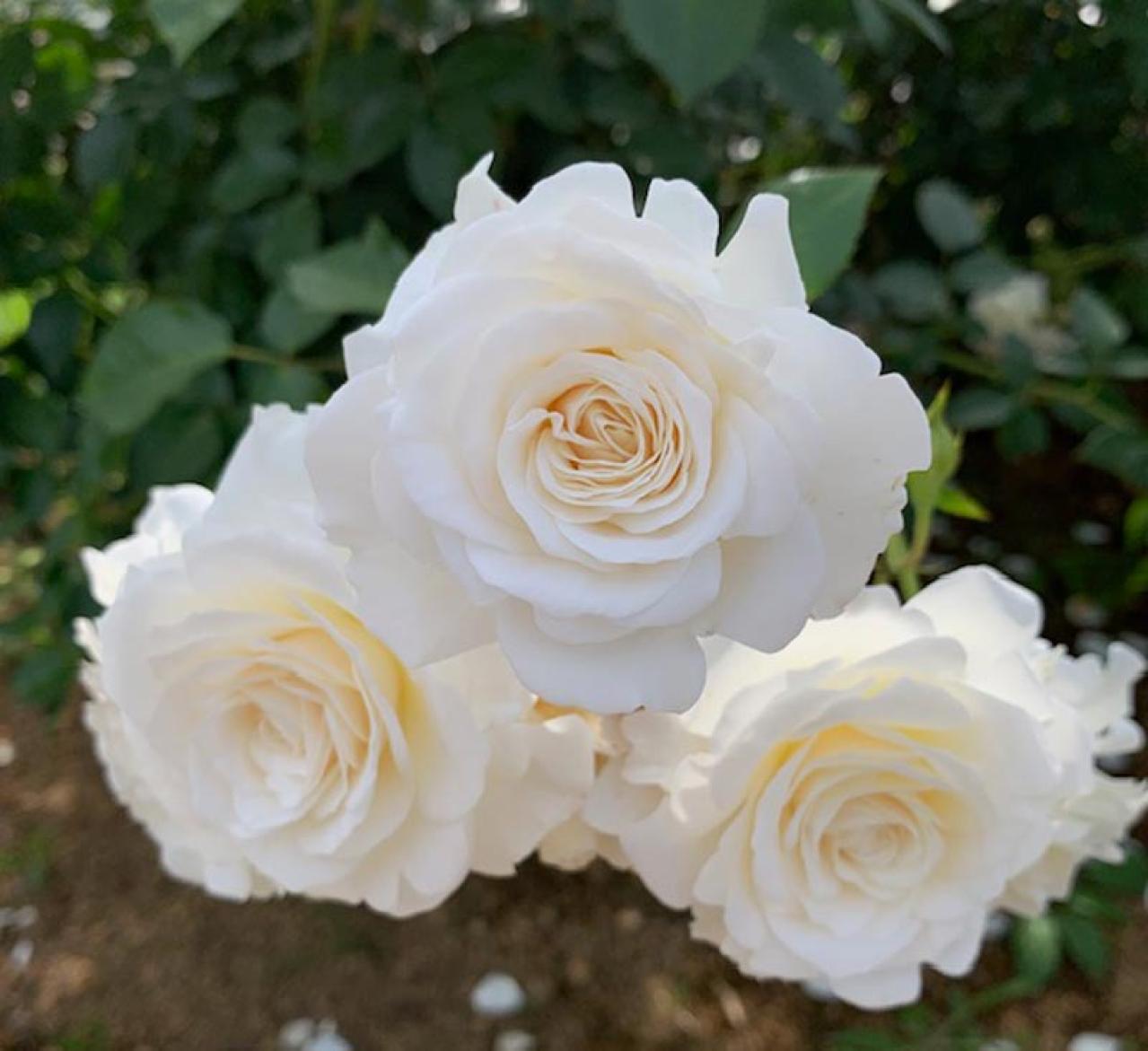 30㎝の隙間で始める！極小スペースでの【バラ】ガーデニング術（画像6）