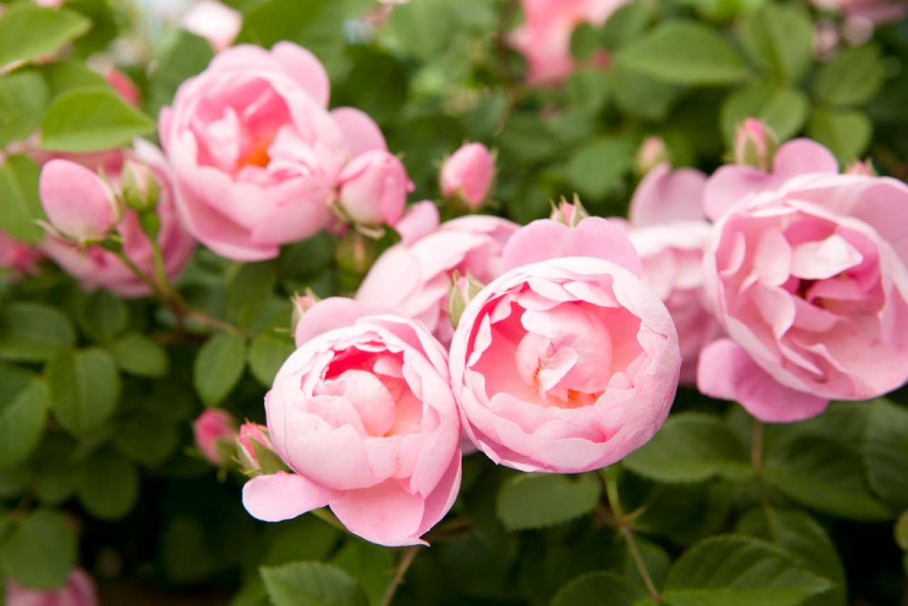 30㎝の隙間で始める！極小スペースでの【バラ】ガーデニング術（画像3）