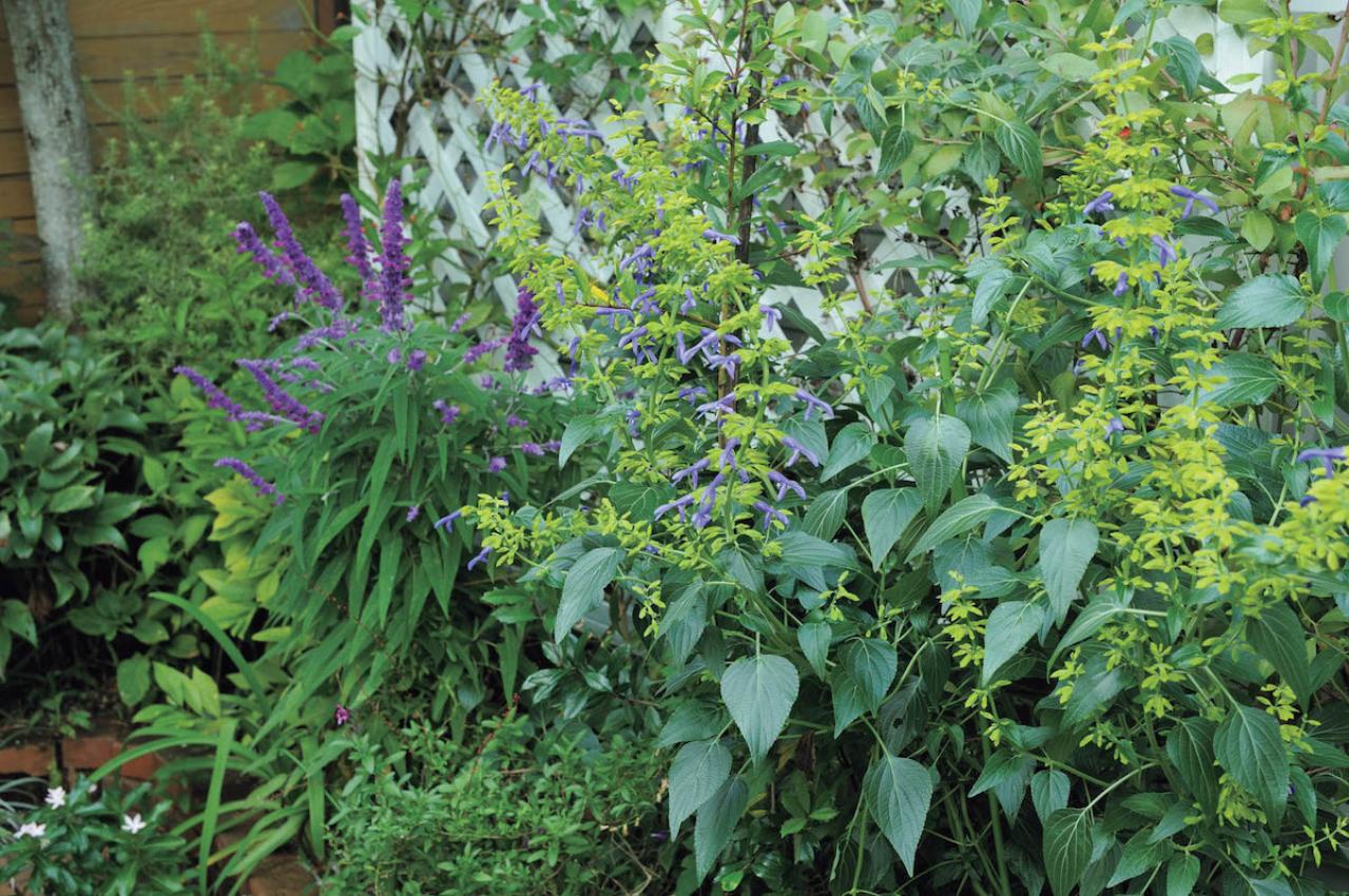 夏の残りの花と秋の花で作る「初秋のアレンジアイディア」【アフターガーデニング】（画像3）