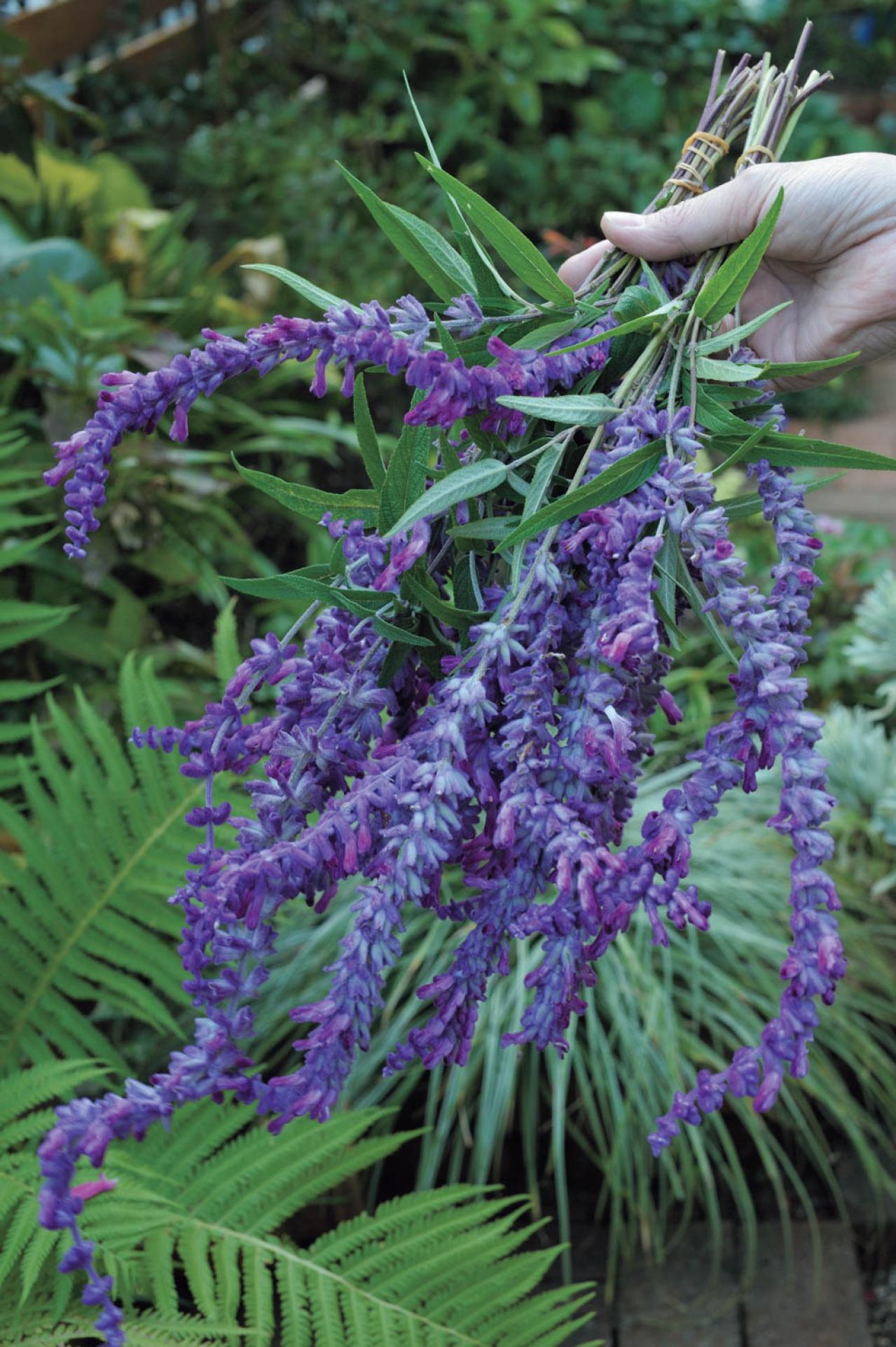 夏の残りの花と秋の花で作る「初秋のアレンジアイディア」【アフターガーデニング】（画像13）