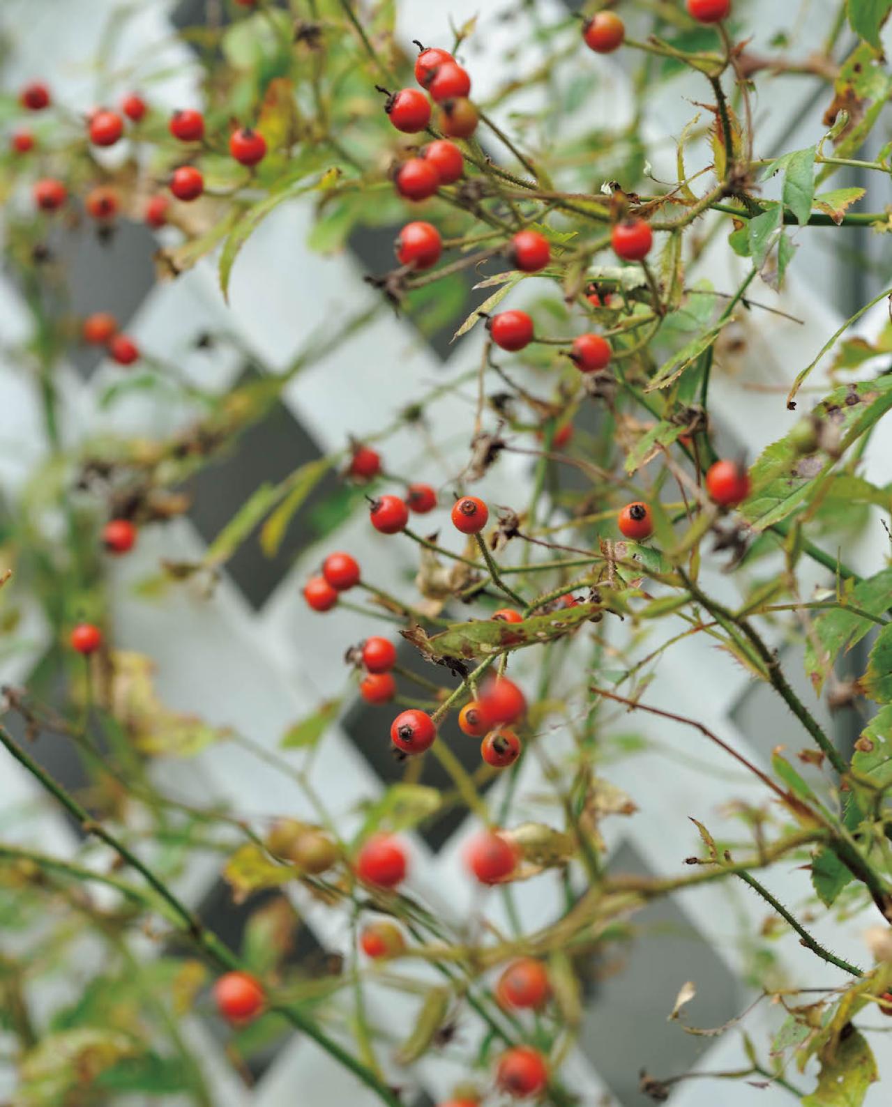 庭の小さな実で愛らしさ満点！【秋の実もの】を使ったアレンジアイディア（画像7）