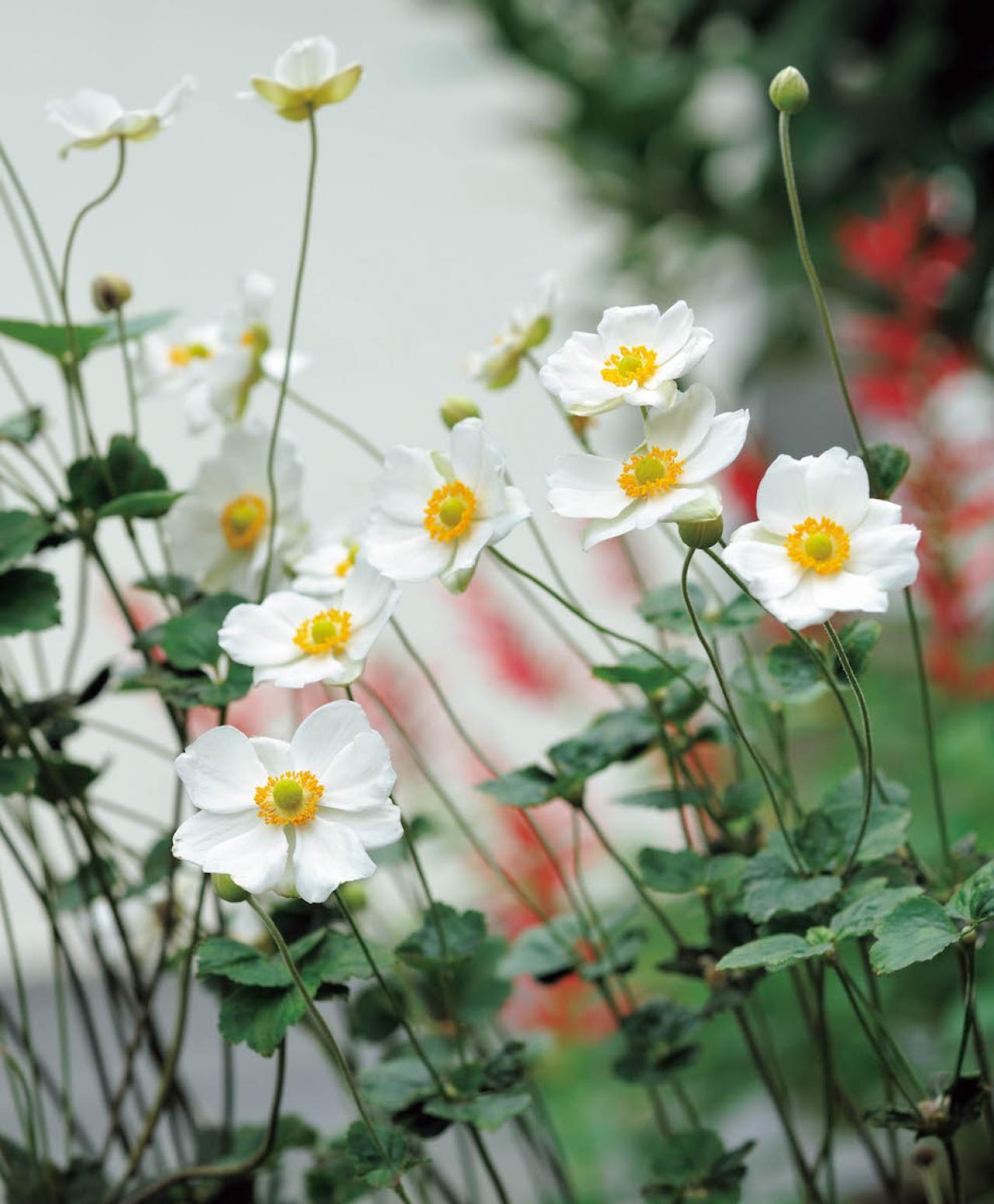 夏の残りの花と秋の花で作る「初秋のアレンジアイディア」【アフターガーデニング】（画像5）