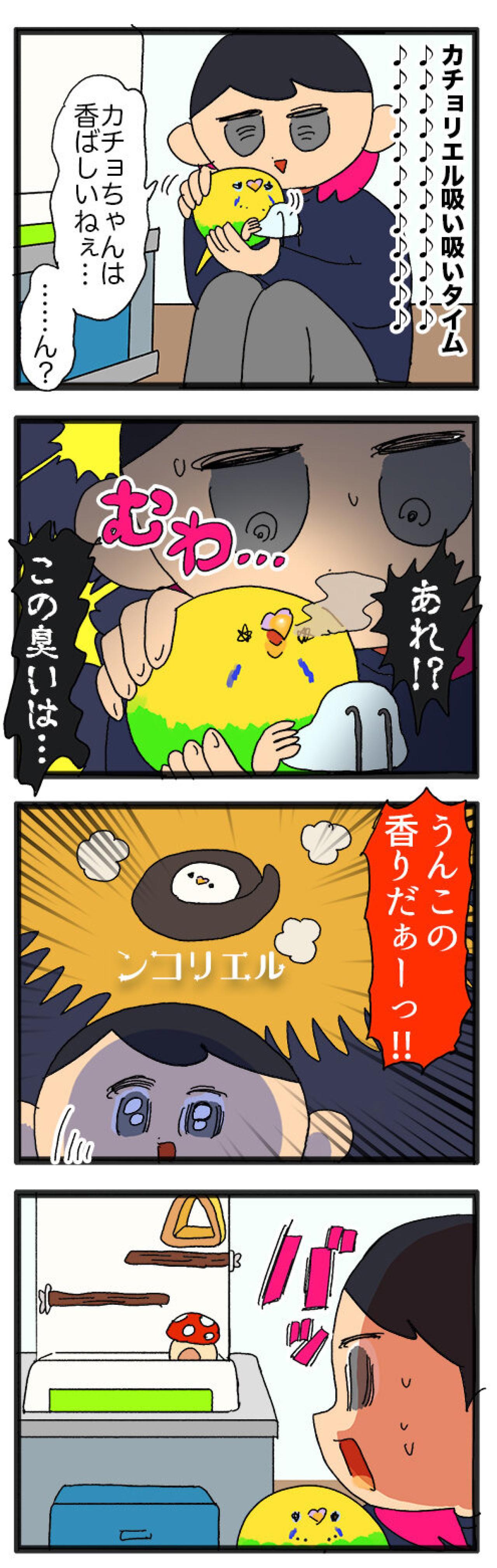 セキセイインコのカチョ。留守中のごはんとダイエット中の食糞問題！【鳥マンガ #142】（画像6）