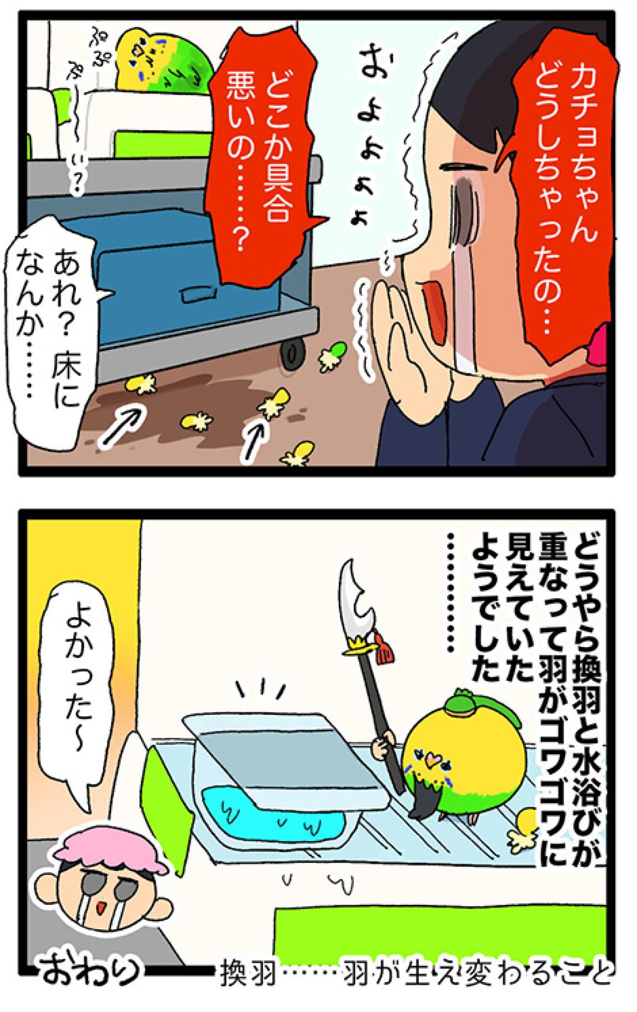 おやつを捨て、毛がゴワゴワ。少し心配になったカチョの一日【鳥マンガ #143】（画像7）