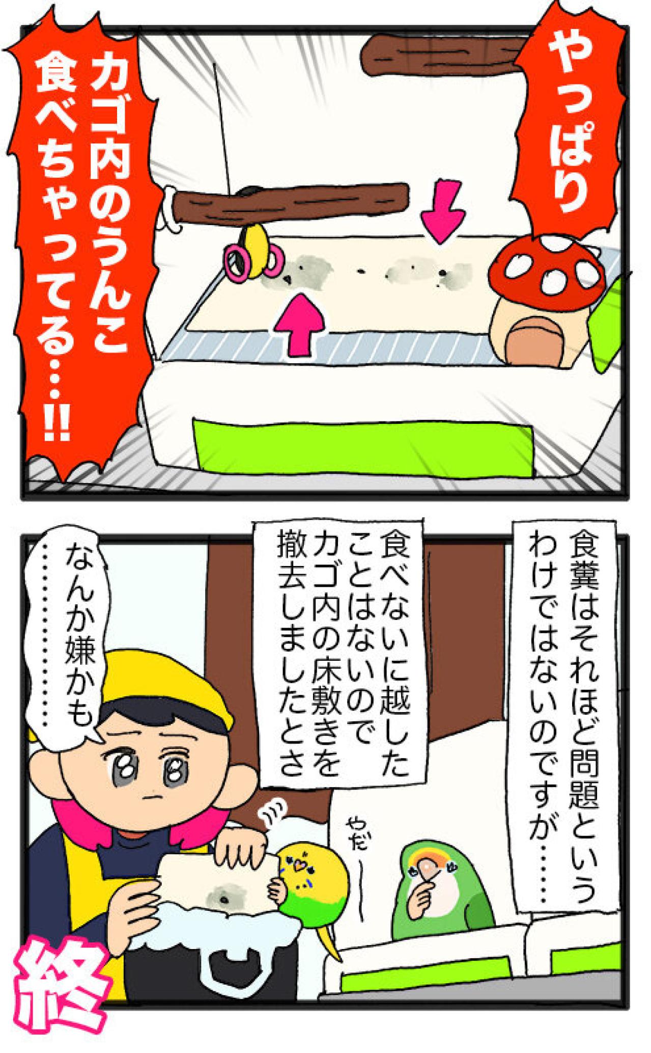 セキセイインコのカチョ。留守中のごはんとダイエット中の食糞問題！【鳥マンガ #142】（画像7）