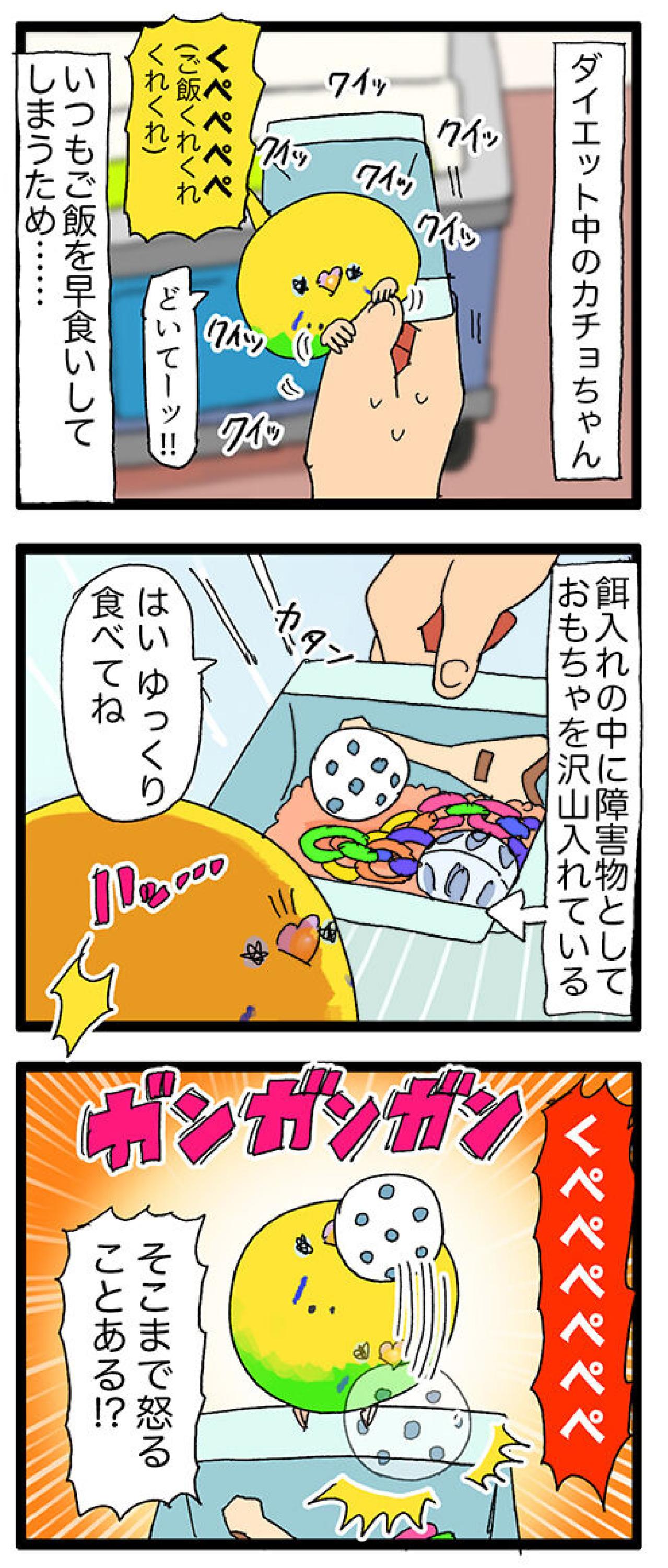 ダイエット中なのに食欲全開！セキセイインコ女子カチョの受難【鳥マンガ #139】（画像6）