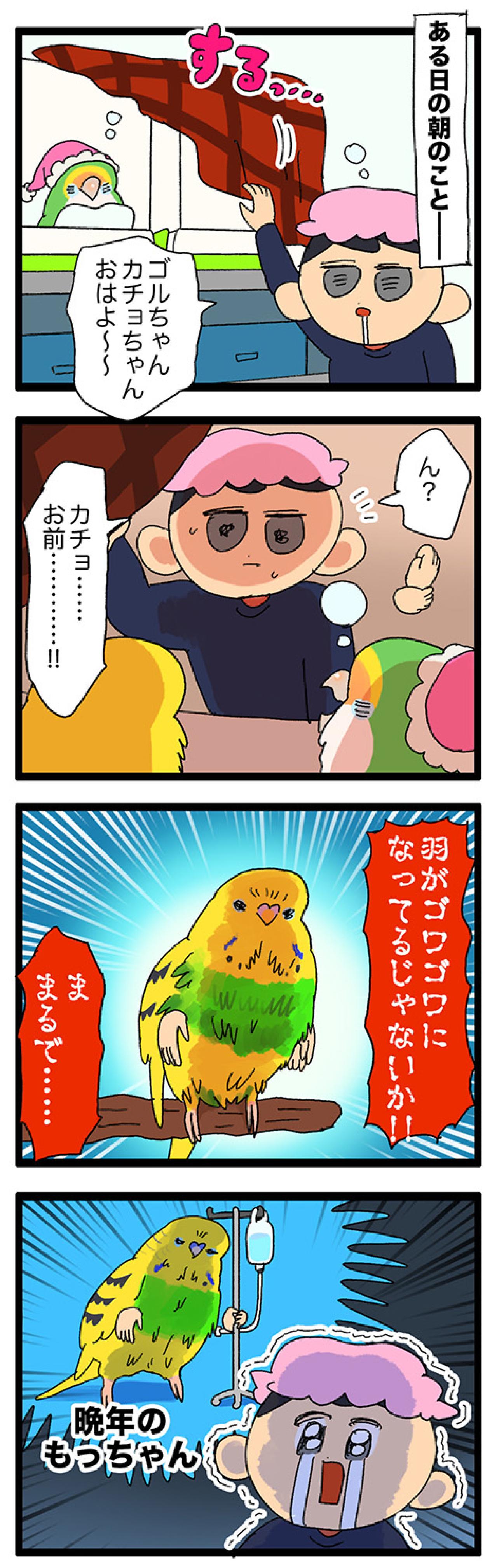 おやつを捨て、毛がゴワゴワ。少し心配になったカチョの一日【鳥マンガ #143】（画像6）