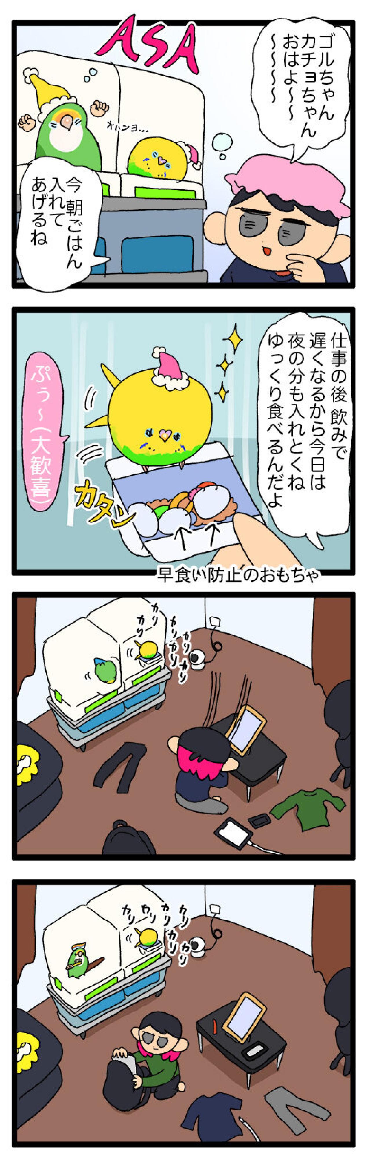 セキセイインコのカチョ。留守中のごはんとダイエット中の食糞問題！【鳥マンガ #142】（画像4）