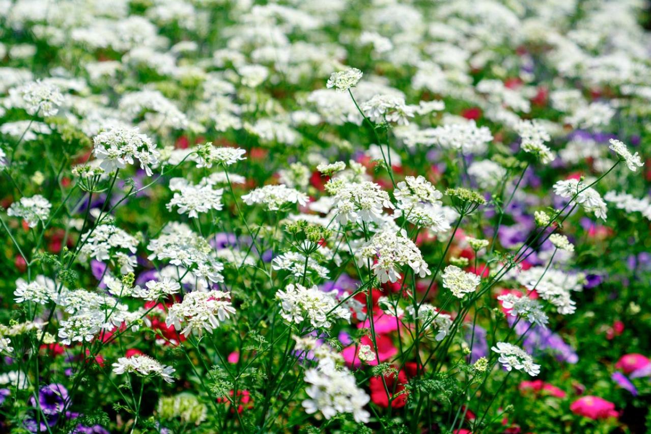 丈夫で可愛い！こぼれダネでふえる一年草［8選］の楽しみ方