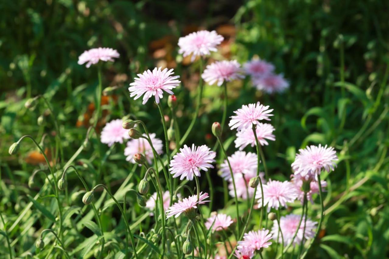 丈夫で可愛い！こぼれダネでふえる一年草［8選］の楽しみ方（画像2）