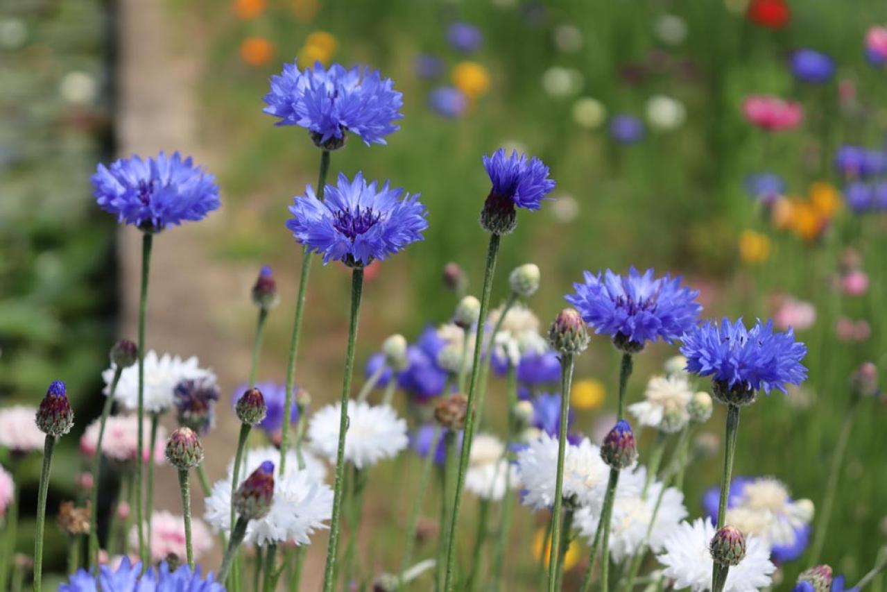 丈夫で可愛い！こぼれダネでふえる一年草［8選］の楽しみ方（画像11）