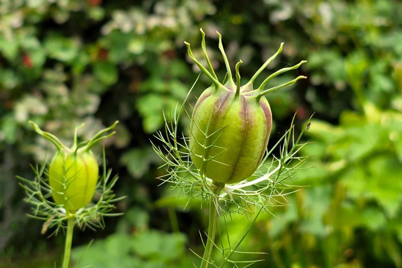 丈夫で可愛い！こぼれダネでふえる一年草［8選］の楽しみ方（画像9）