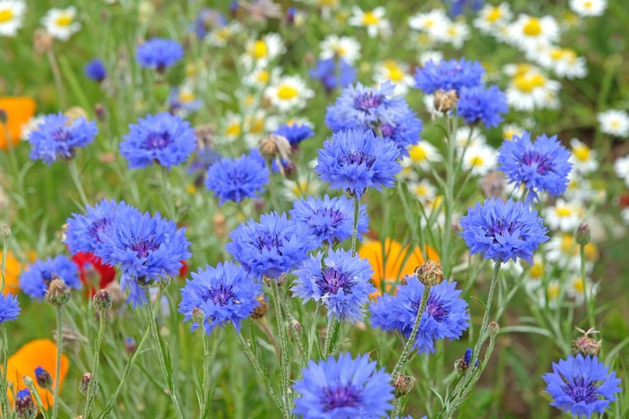 丈夫で可愛い！こぼれダネでふえる一年草［8選］の楽しみ方（画像12）