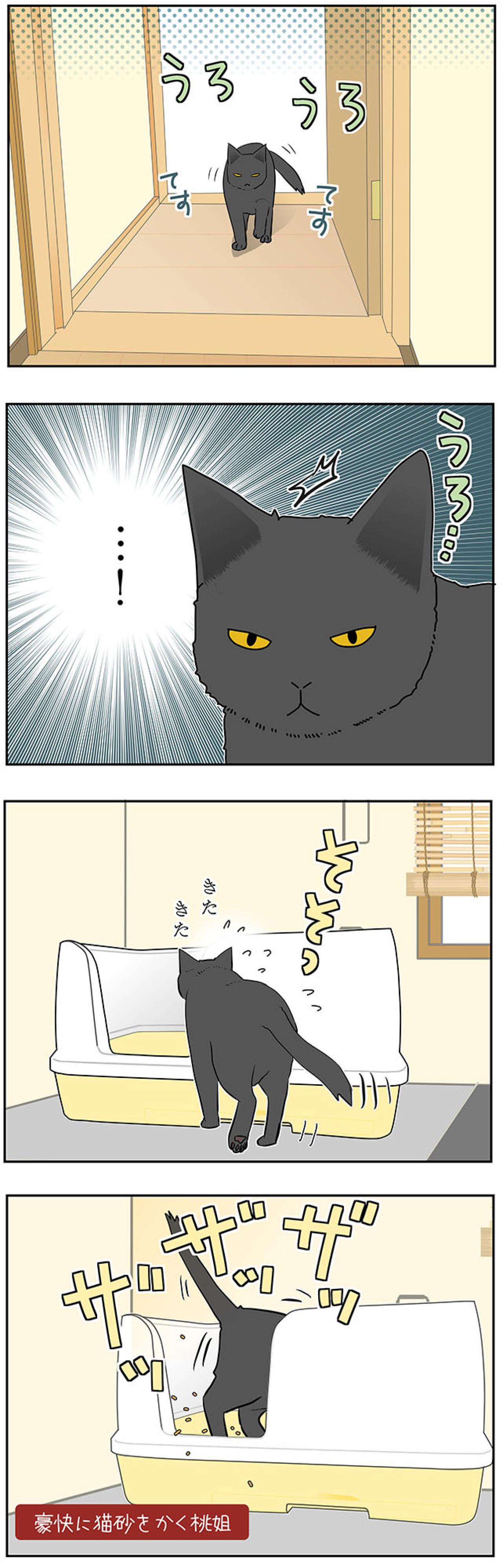 【マンガ・老猫日誌＃46】トイレの前にウロウロする理由は？〜19歳の元保護猫・桃姐（画像4）