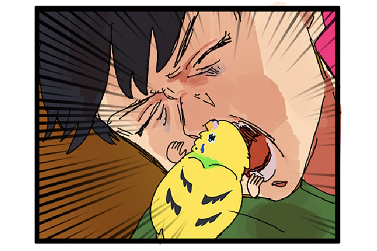 守護と破壊 ― セキセイインコ・カチョの愛情フルスロットル！【鳥マンガ #145】