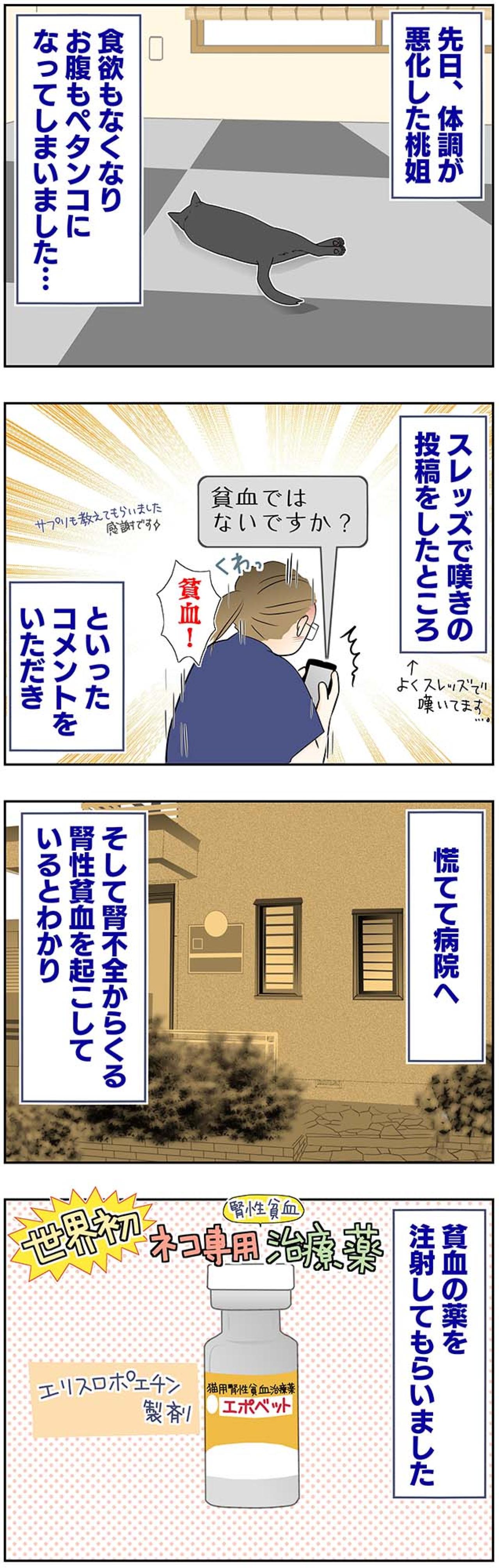 【マンガ・老猫日誌＃49】再びの奇跡？〜19歳の元保護猫・桃姐（画像2）