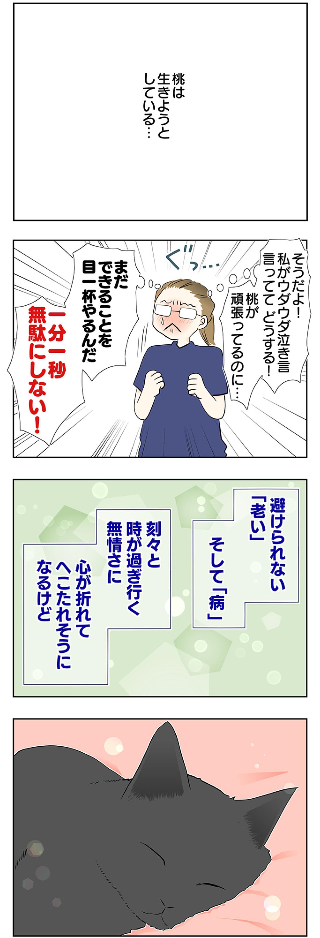 【マンガ・老猫日誌＃48】あなたが『ここ』にいるから頑張れる〜19歳の元保護猫・桃姐（画像5）