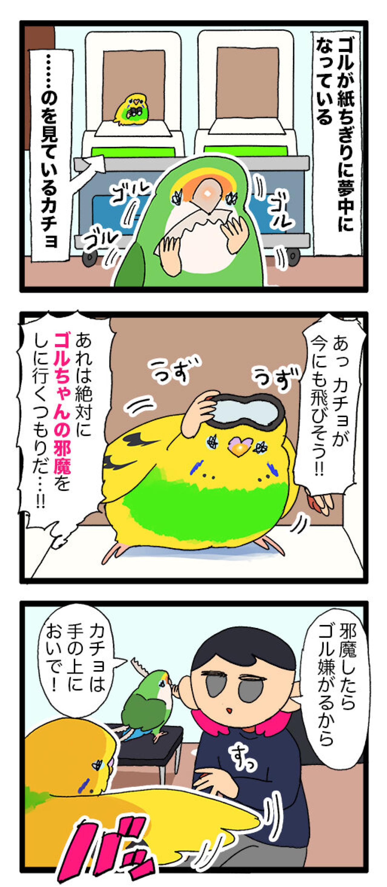 羽散らし＋タイミング崩壊―セキセイインコ・カチョのドタバタ2連発【鳥マンガ #147】（画像7）