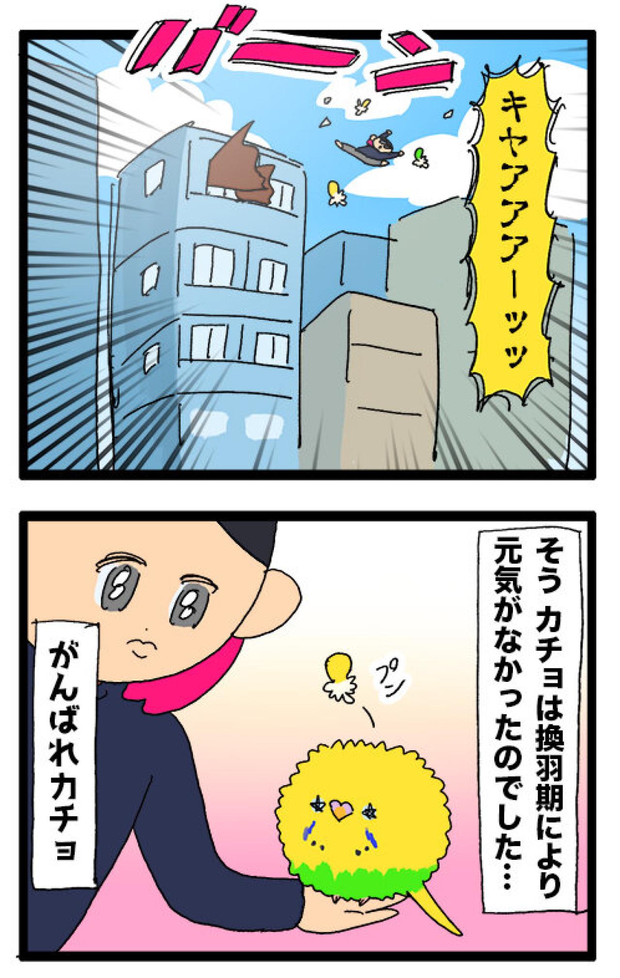 羽散らし＋タイミング崩壊―セキセイインコ・カチョのドタバタ2連発【鳥マンガ #147】（画像5）