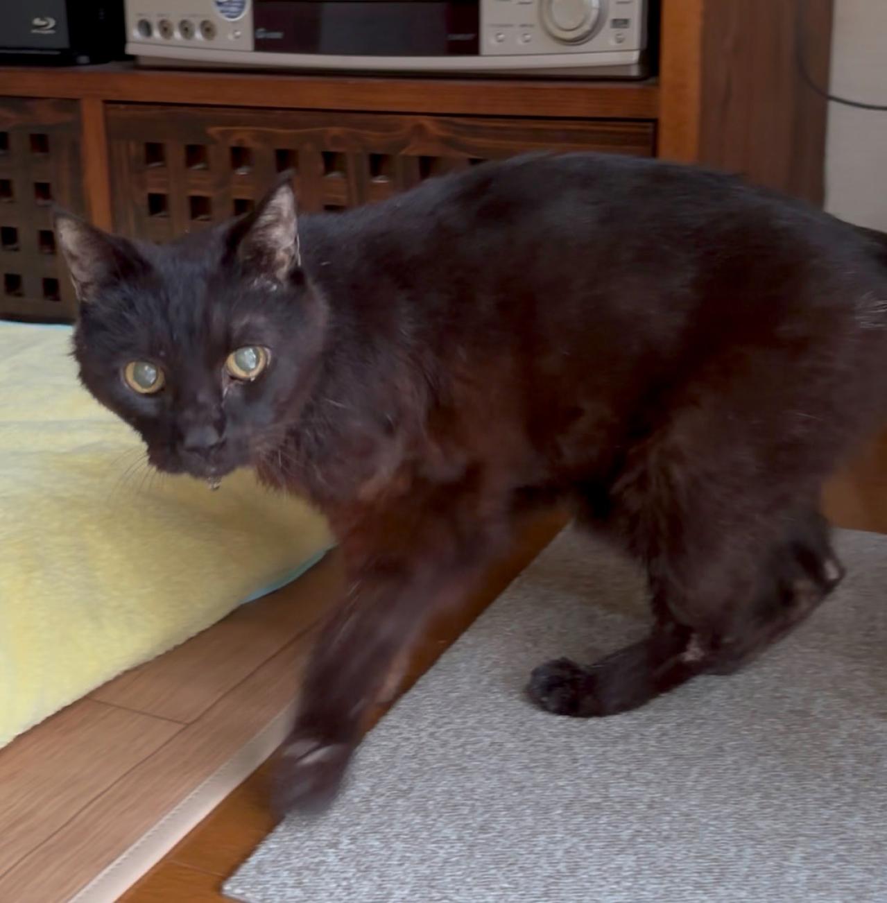 【マンガ・老猫日誌＃50】（祝）19歳になりました〜19歳の元保護猫・桃姐（画像6）