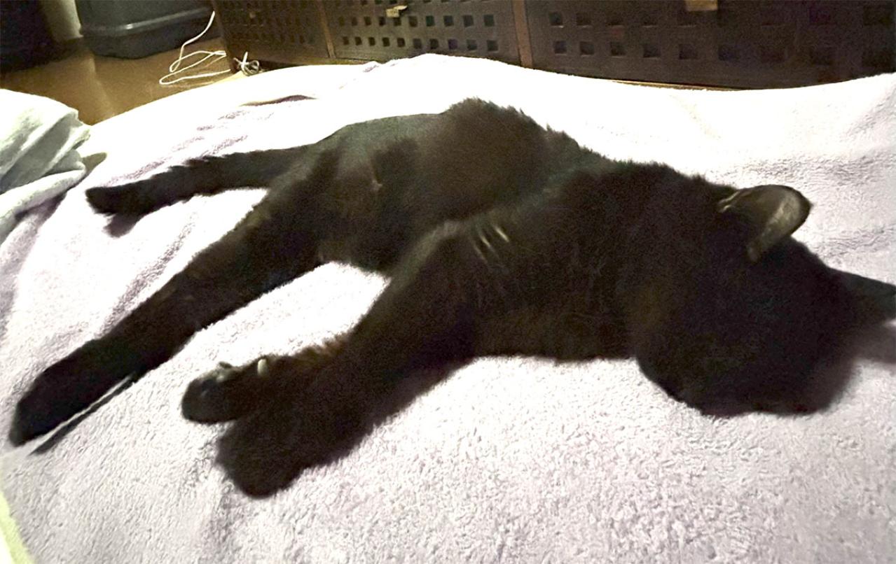 【マンガ・老猫日誌＃48】あなたが『ここ』にいるから頑張れる〜19歳の元保護猫・桃姐（画像7）