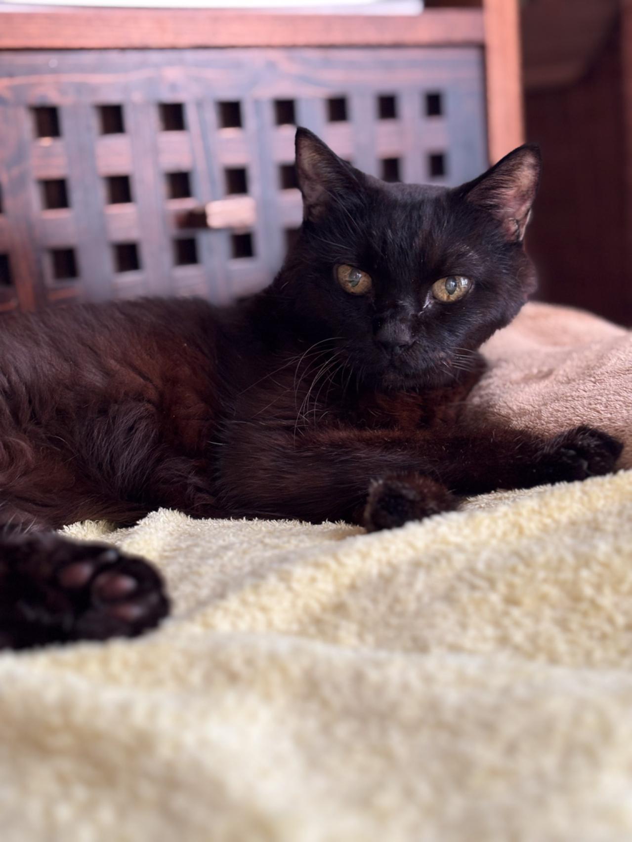 【マンガ・老猫日誌＃53】すべての始まりになった老猫に感謝する日〜19歳の元保護猫・桃姐（画像6）