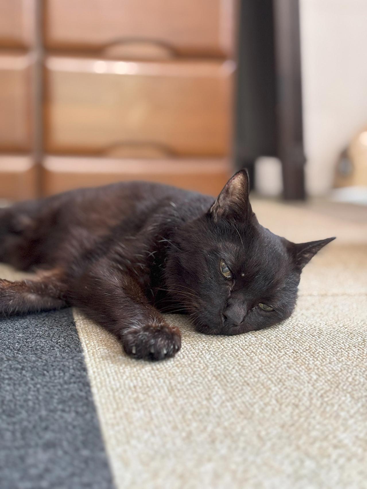 【マンガ・老猫日誌＃49】再びの奇跡？〜19歳の元保護猫・桃姐（画像6）