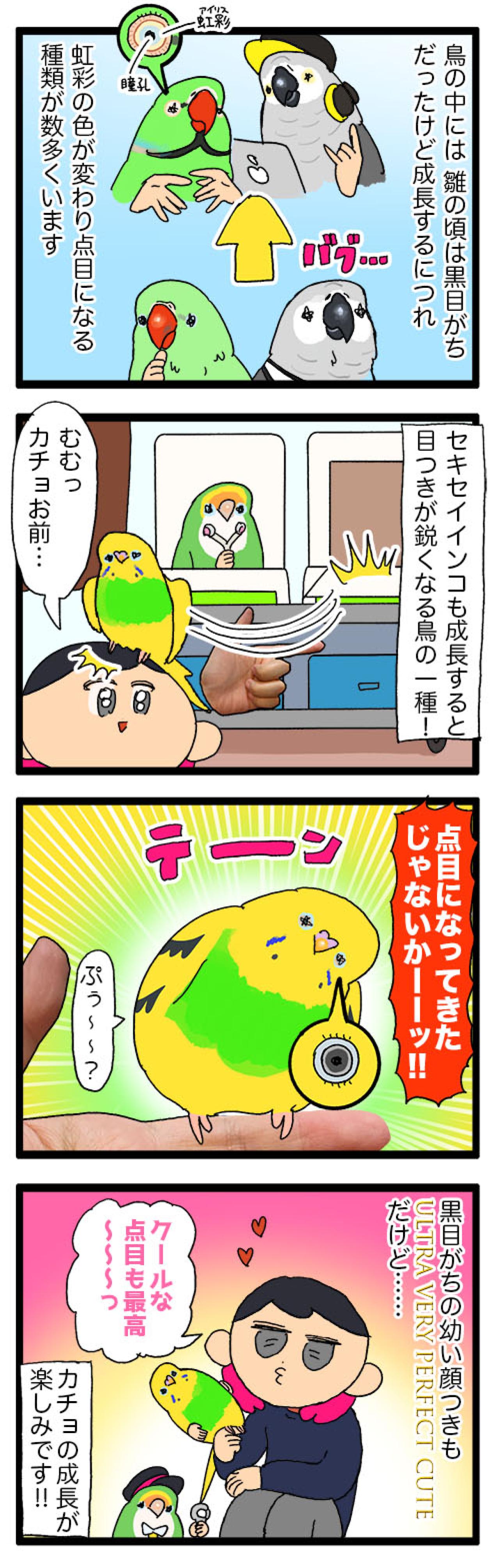 セキセイインコのカチョ、目覚める！体格も瞳も大変身の2話【鳥マンガ #144】（画像5）