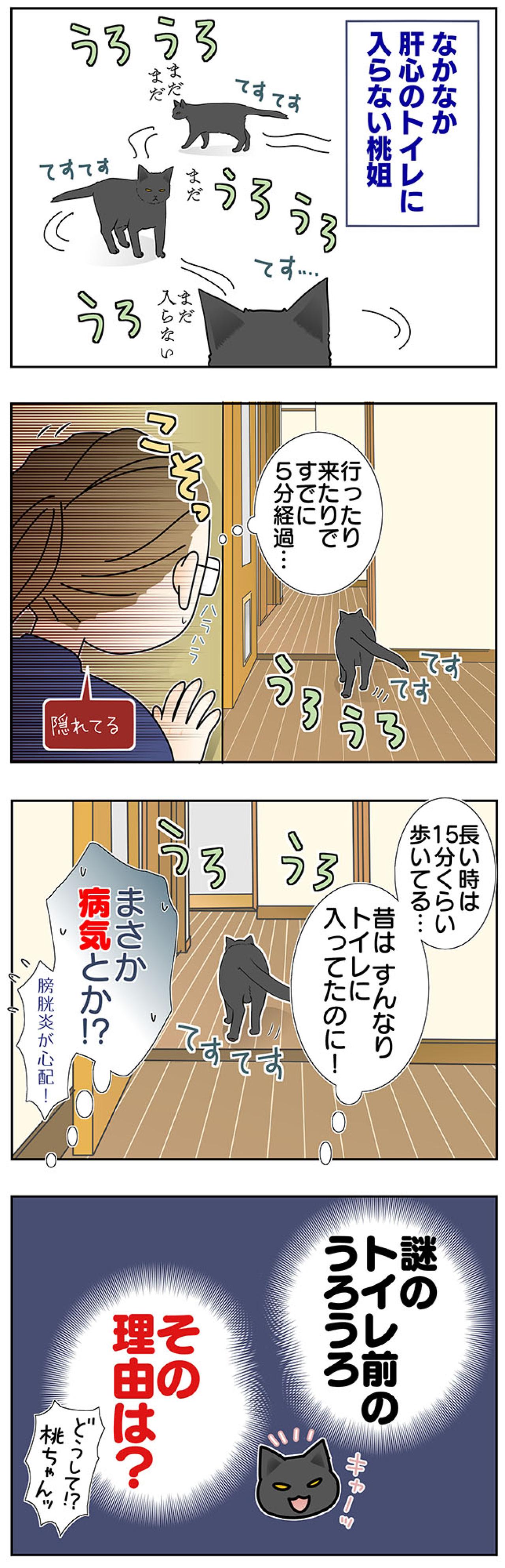 【マンガ・老猫日誌＃46】トイレの前にウロウロする理由は？〜19歳の元保護猫・桃姐（画像3）