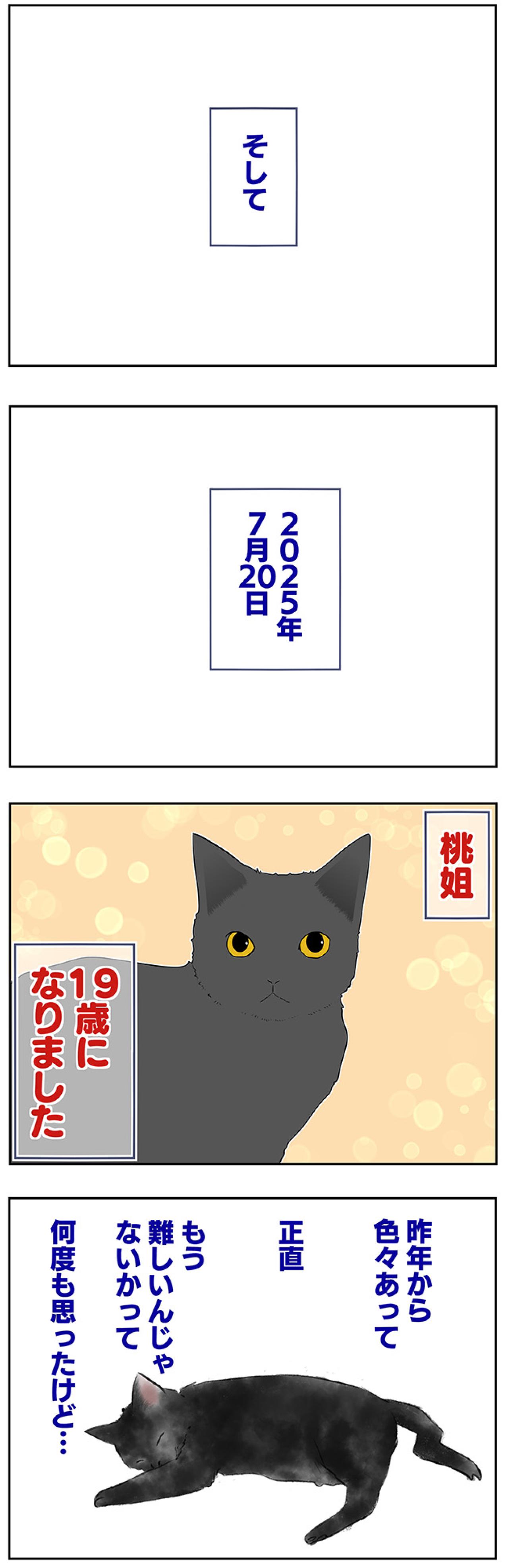 【マンガ・老猫日誌＃50】（祝）19歳になりました〜19歳の元保護猫・桃姐（画像4）