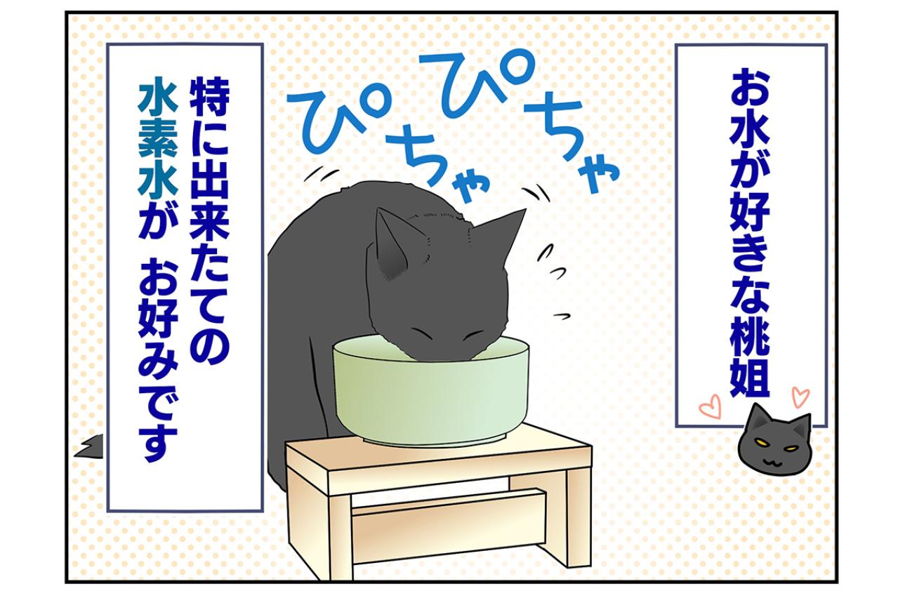 【マンガ・老猫日誌＃47】新しい水は音で見分ける？〜19歳の元保護猫・桃姐