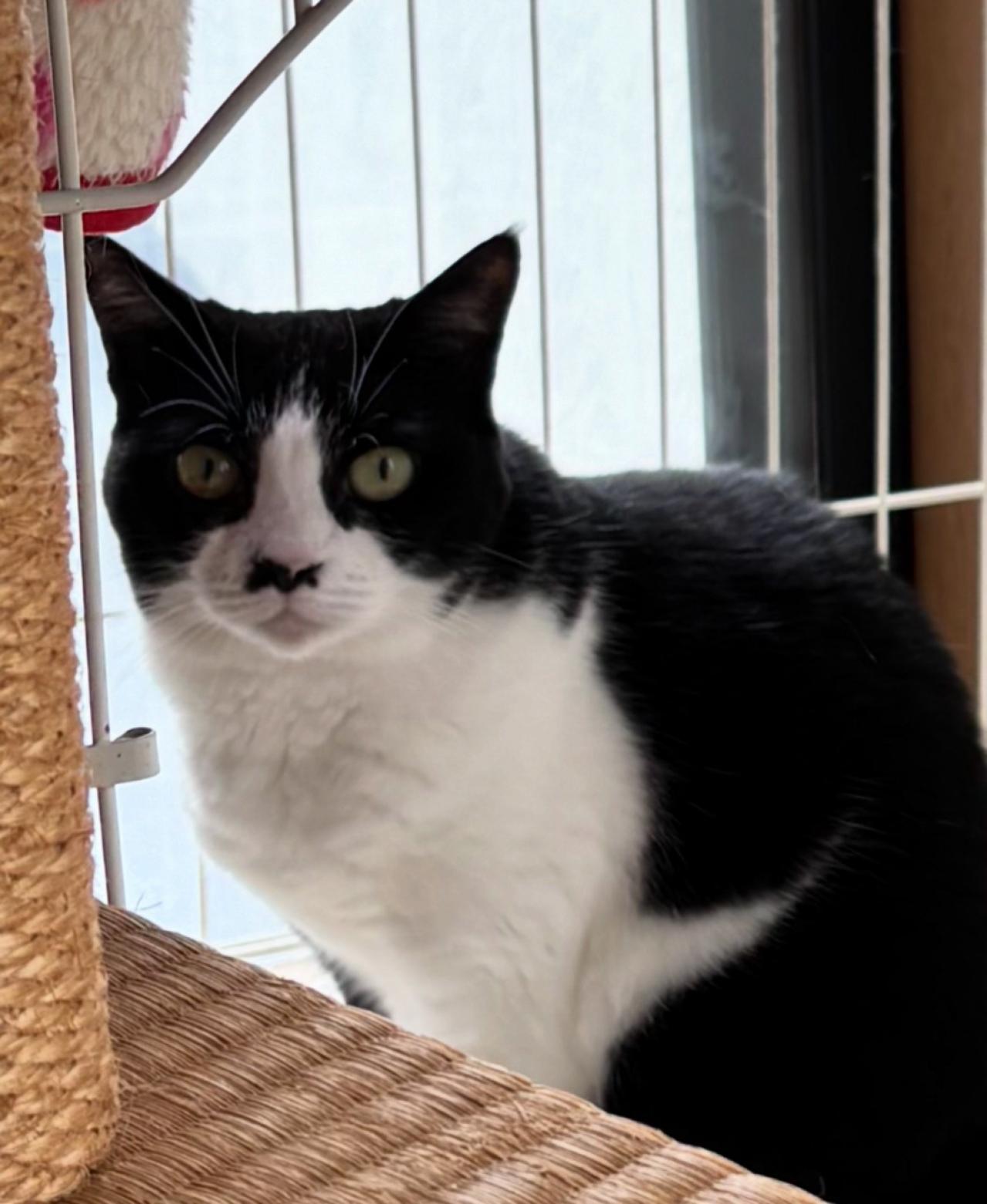 【マンガ・老猫日誌＃53】すべての始まりになった老猫に感謝する日〜19歳の元保護猫・桃姐（画像9）