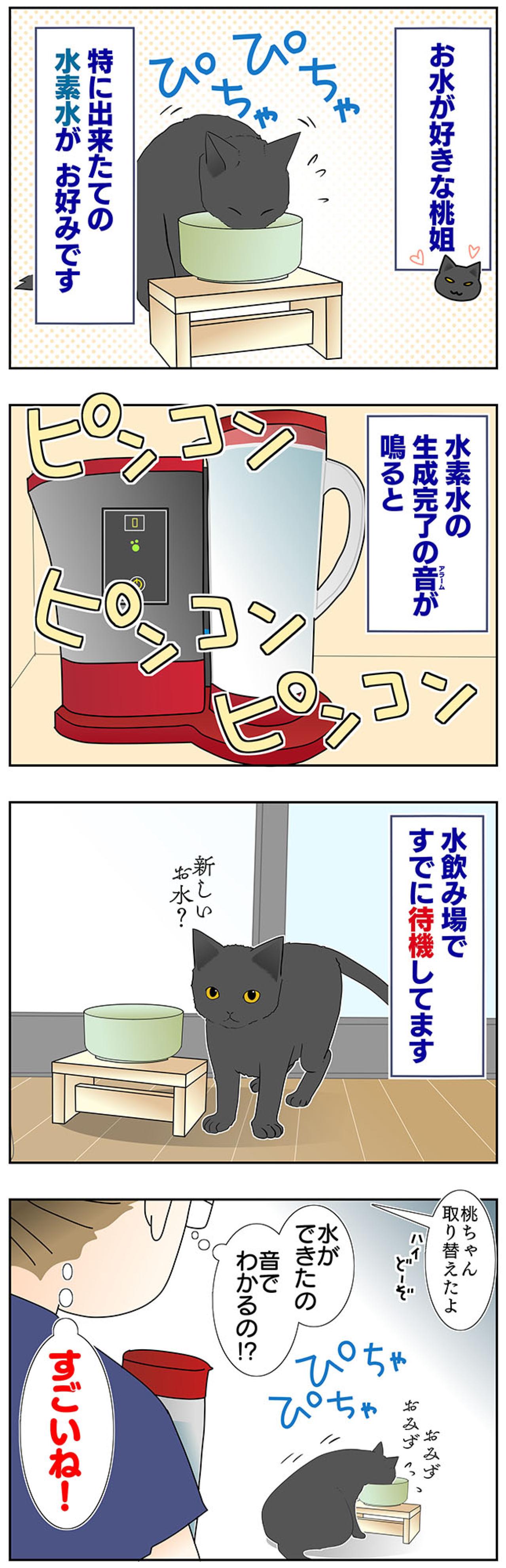 【マンガ・老猫日誌＃47】新しい水は音で見分ける？〜19歳の元保護猫・桃姐（画像2）