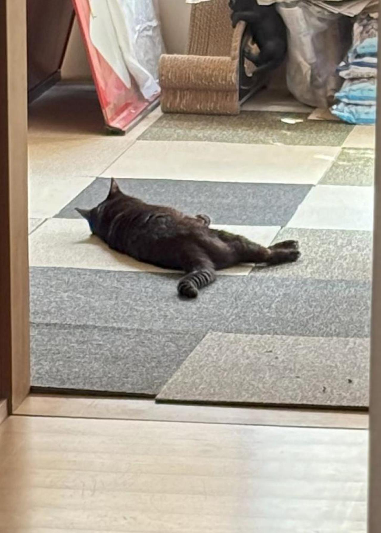 【マンガ・老猫日誌＃49】再びの奇跡？〜19歳の元保護猫・桃姐（画像7）