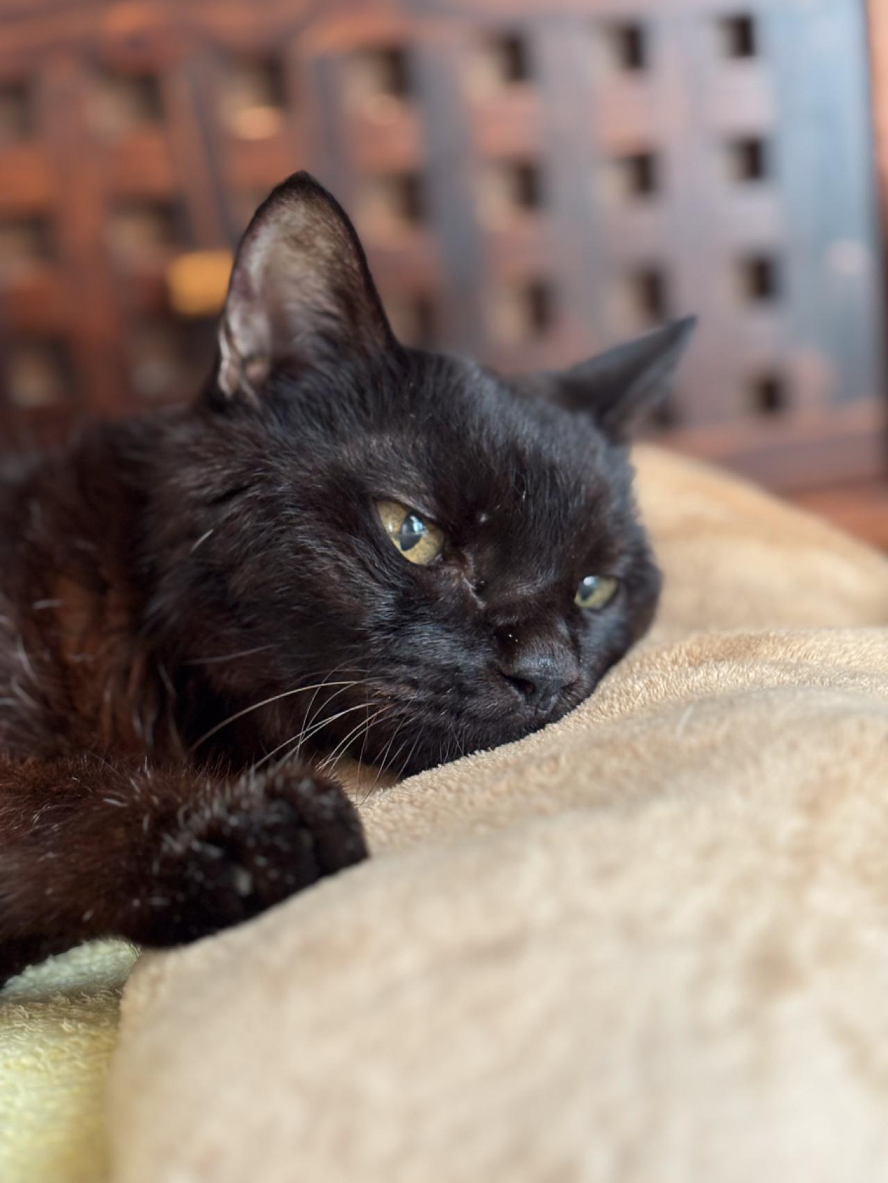 【マンガ・老猫日誌＃55】桃姐から嫌われちゃった！？〜19歳の元保護猫・桃姐（画像6）