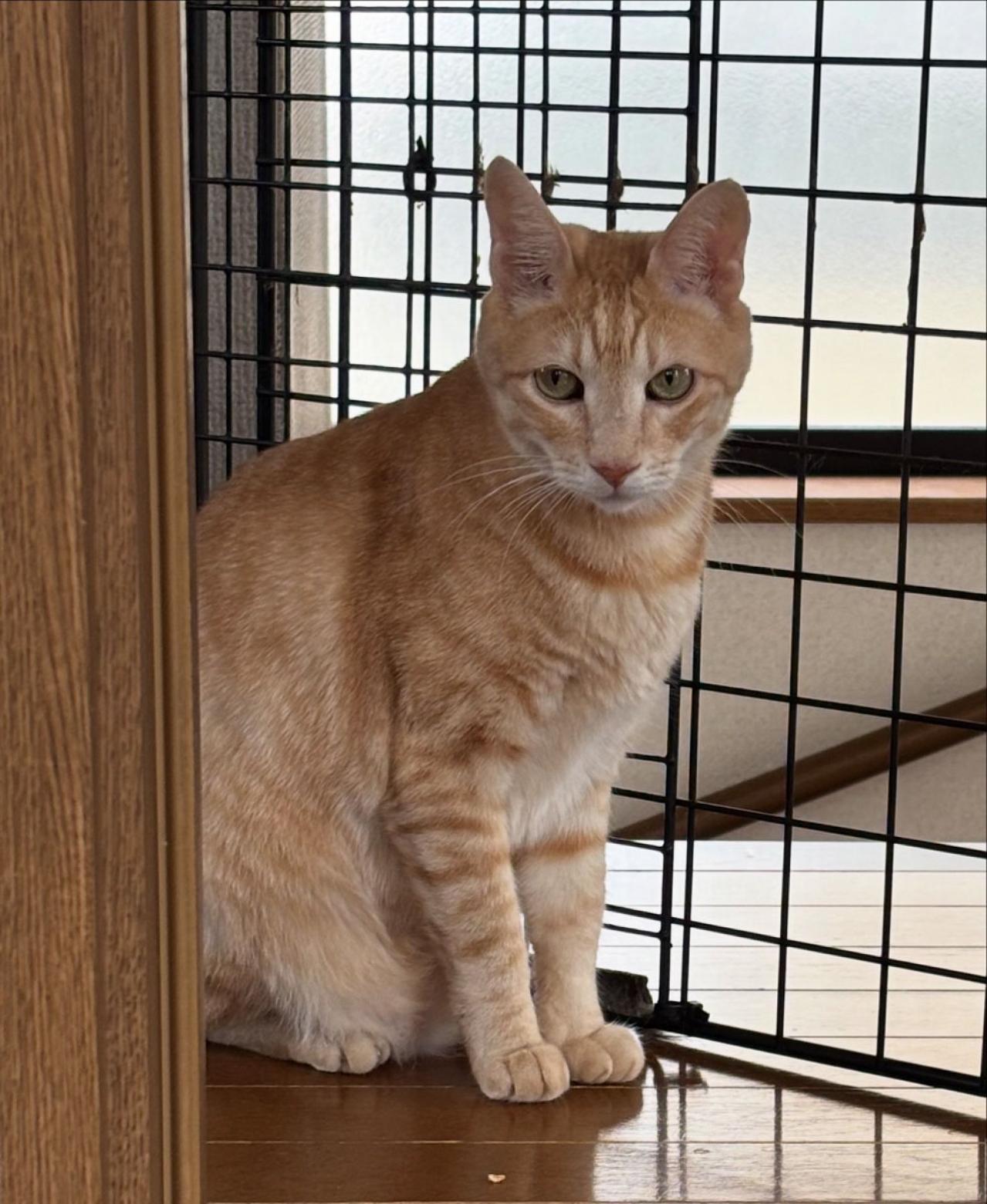 【マンガ・老猫日誌＃53】すべての始まりになった老猫に感謝する日〜19歳の元保護猫・桃姐（画像8）