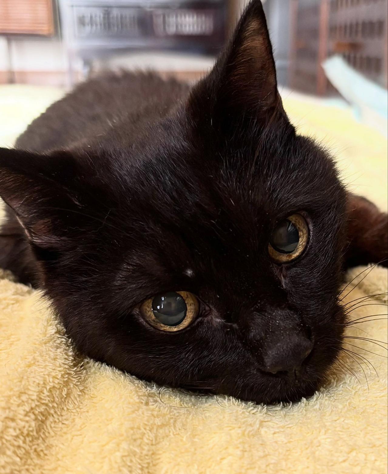 【マンガ・老猫日誌＃52】目に見えない不思議な力！？が働く〜19歳の元保護猫・桃姐（画像5）