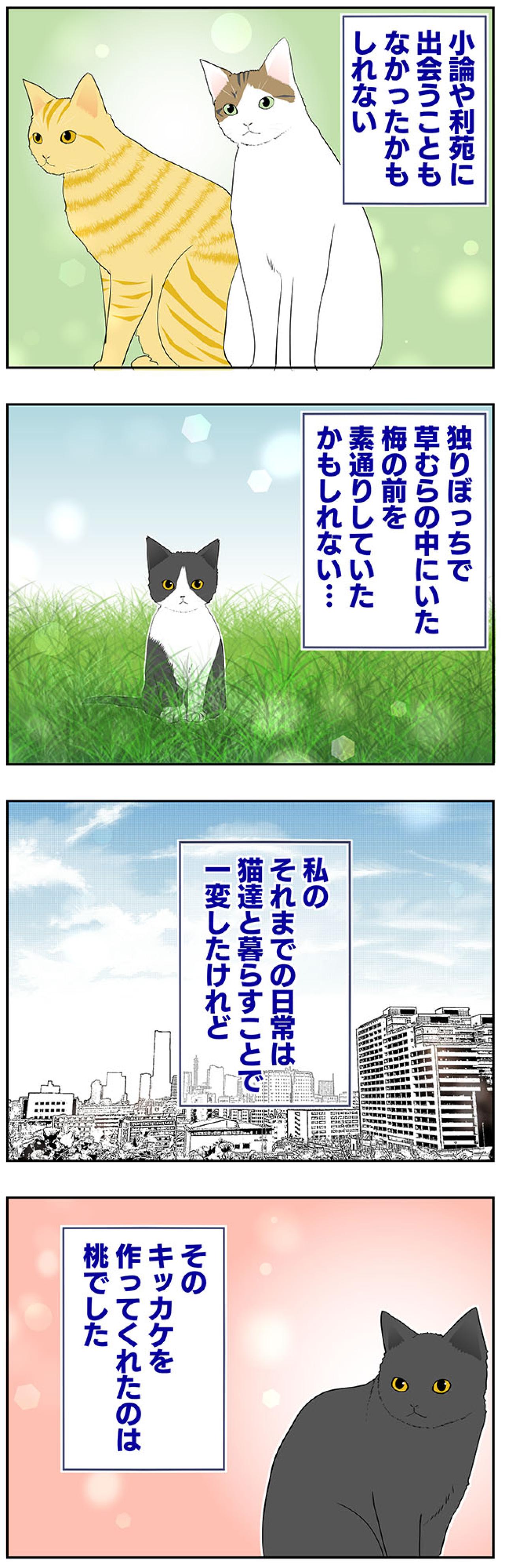 【マンガ・老猫日誌＃53】すべての始まりになった老猫に感謝する日〜19歳の元保護猫・桃姐（画像4）