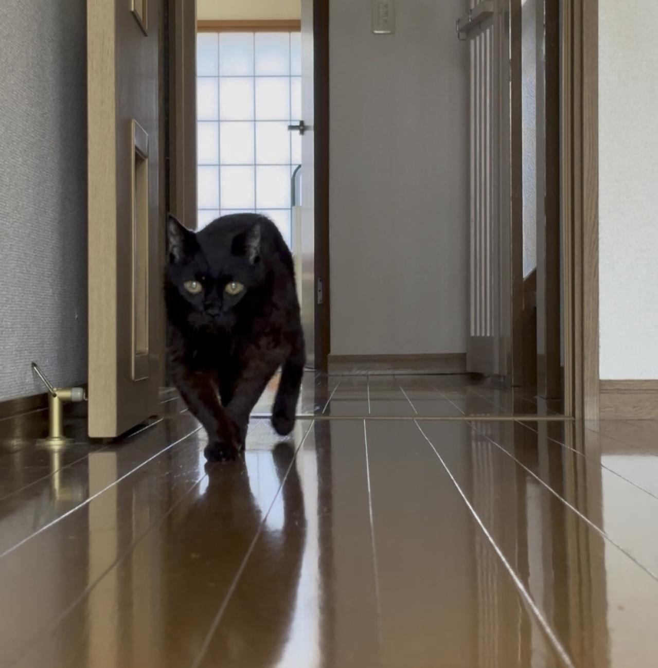 【マンガ・老猫日誌＃46】トイレの前にウロウロする理由は？〜19歳の元保護猫・桃姐（画像6）