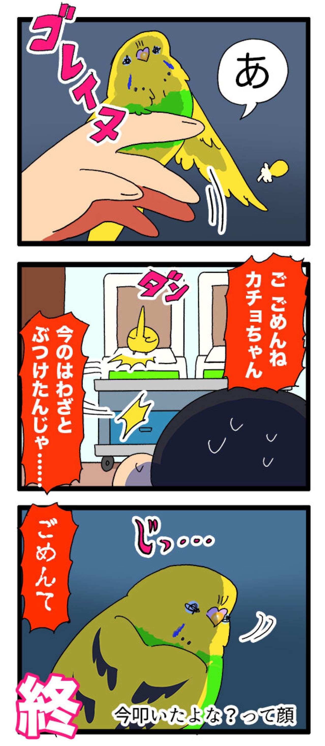 羽散らし＋タイミング崩壊―セキセイインコ・カチョのドタバタ2連発【鳥マンガ #147】（画像8）