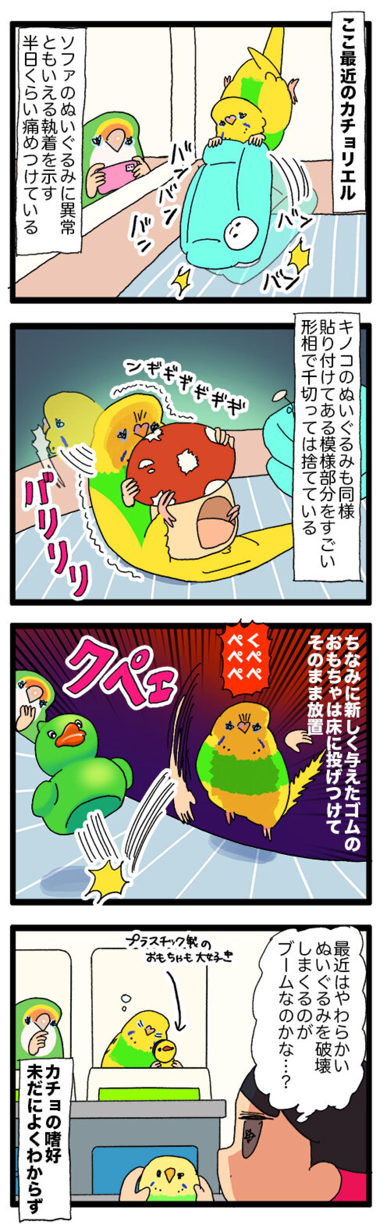 守護と破壊 ― セキセイインコ・カチョの愛情フルスロットル！【鳥マンガ #145】（画像6）