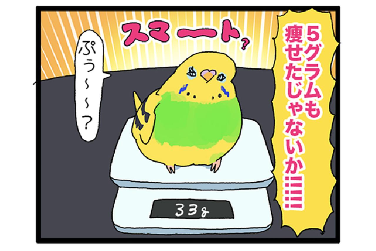セキセイインコのカチョ、目覚める！体格も瞳も大変身の2話【鳥マンガ #144】