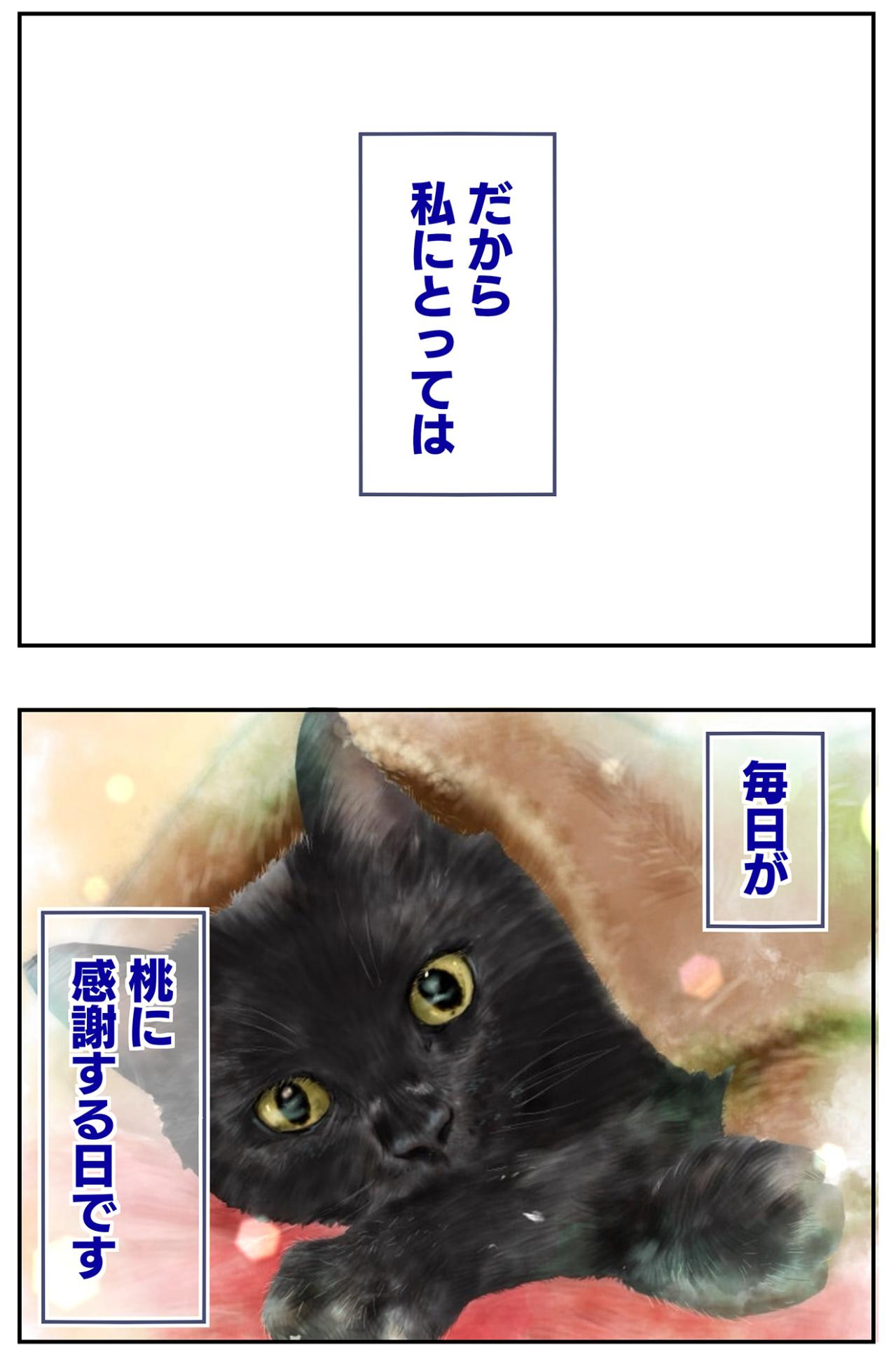 【マンガ・老猫日誌＃53】すべての始まりになった老猫に感謝する日〜19歳の元保護猫・桃姐（画像5）
