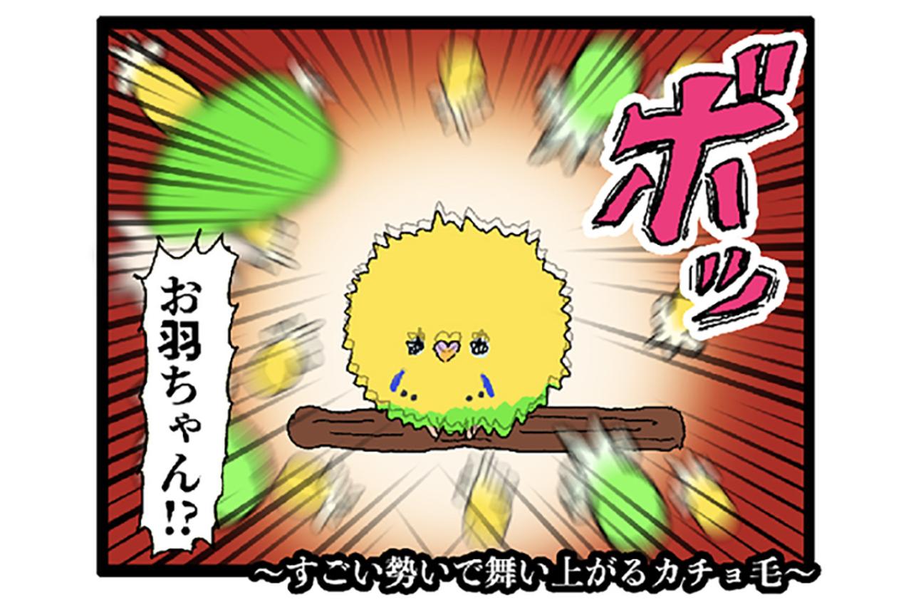 羽散らし＋タイミング崩壊―セキセイインコ・カチョのドタバタ2連発【鳥マンガ #147】