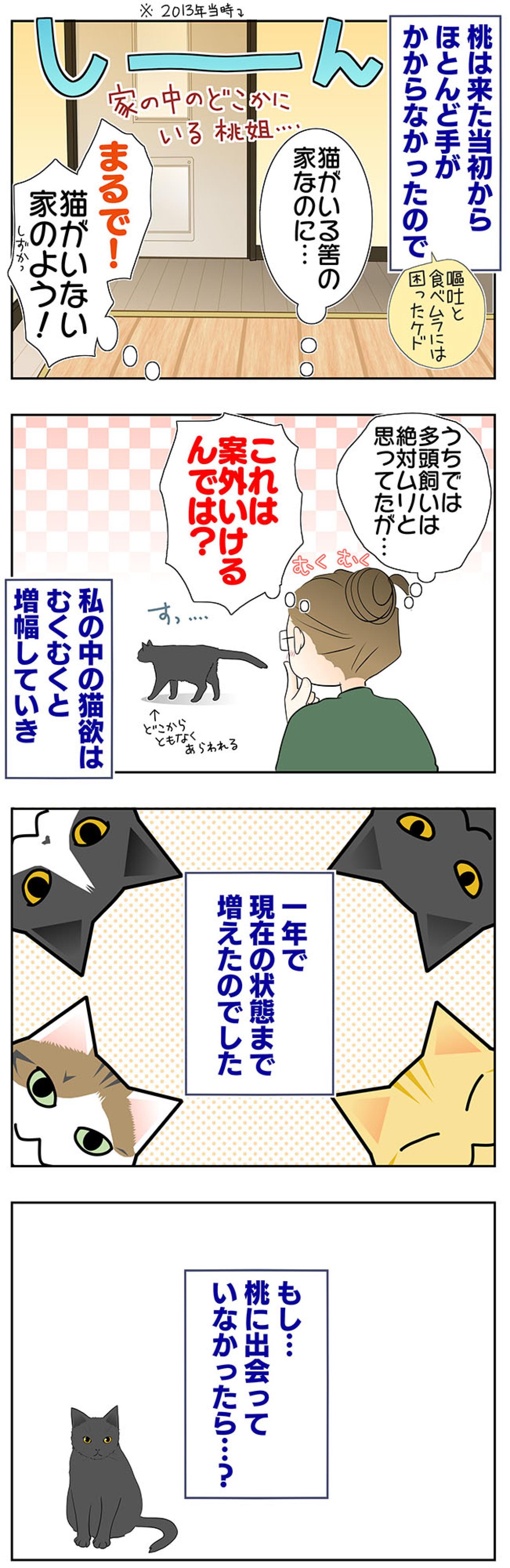 【マンガ・老猫日誌＃53】すべての始まりになった老猫に感謝する日〜19歳の元保護猫・桃姐（画像3）